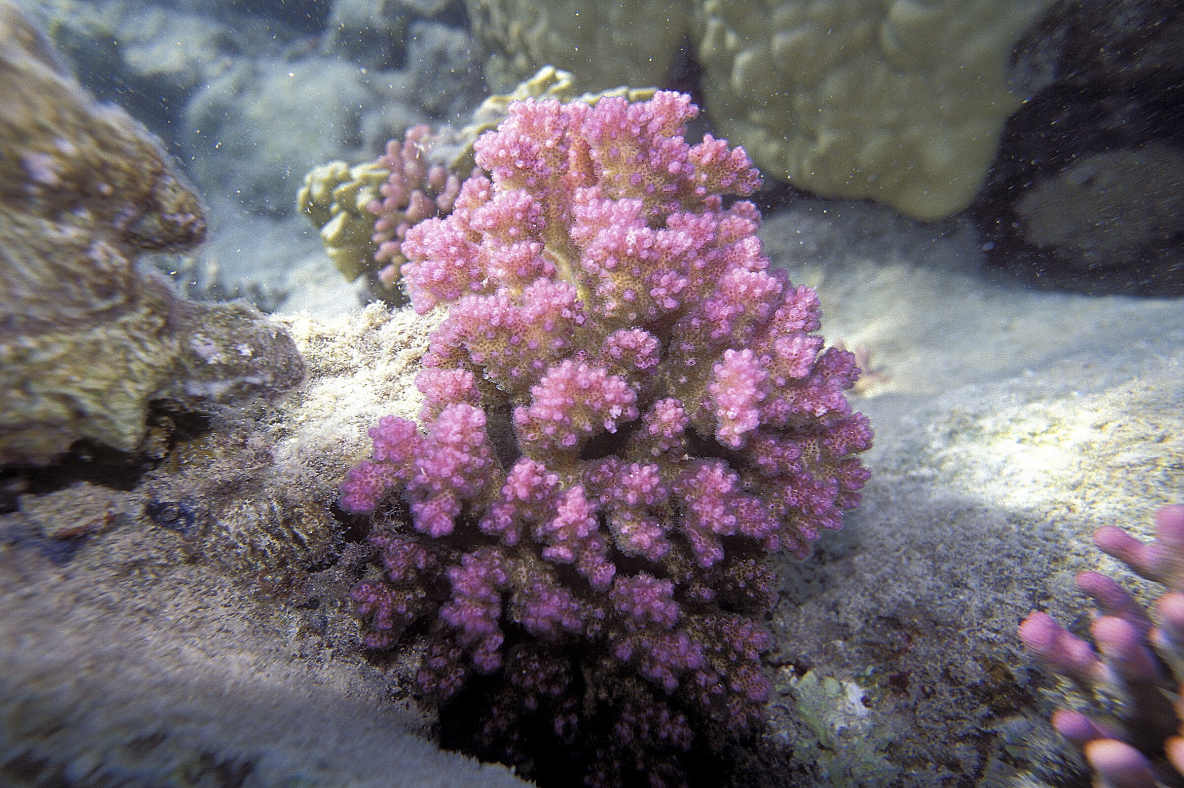 Red Sea Raspberry Mother (Pocillopora damicornis)