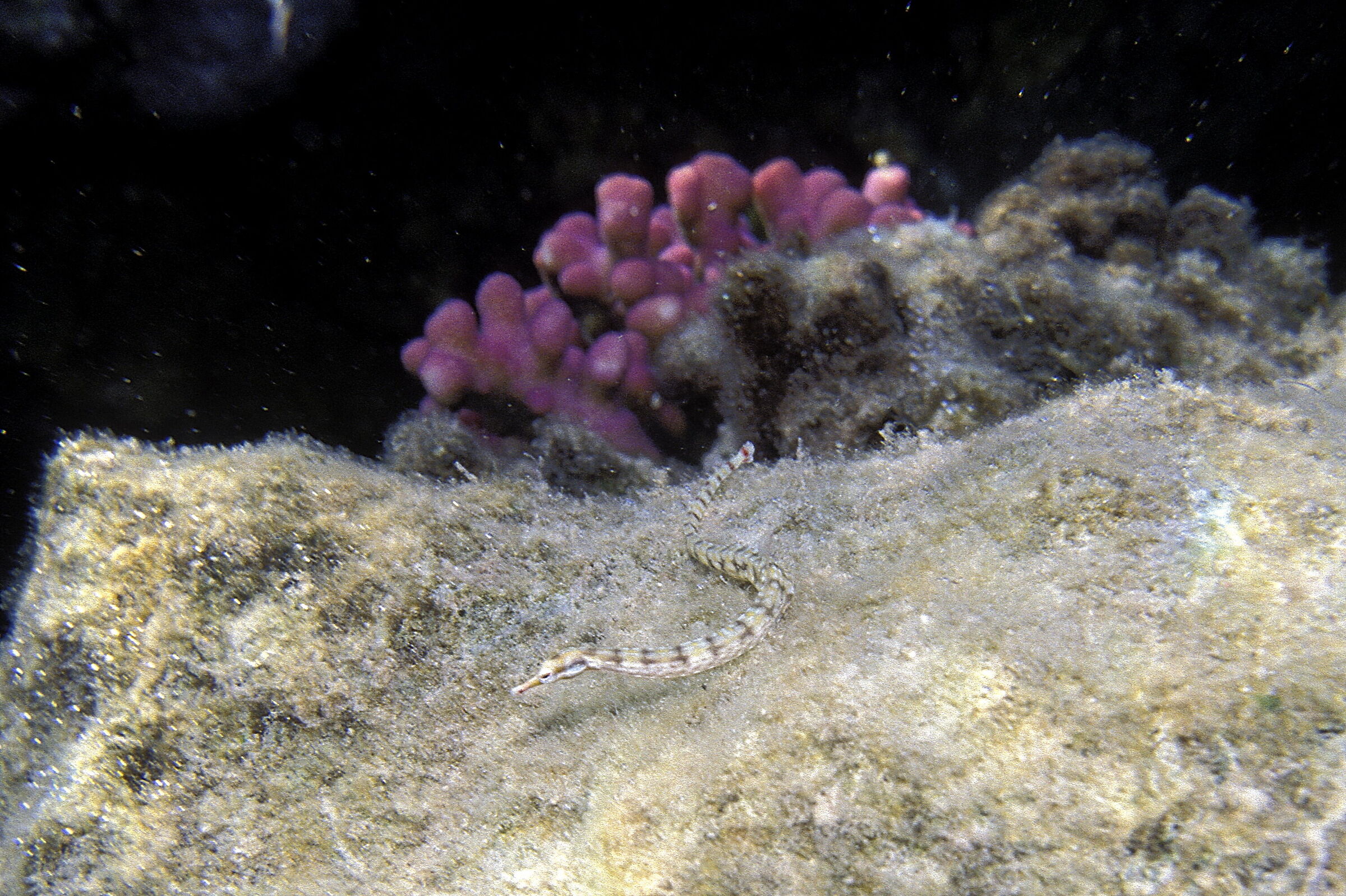 Red Sea P Auge(Corythoichthys schultzi)