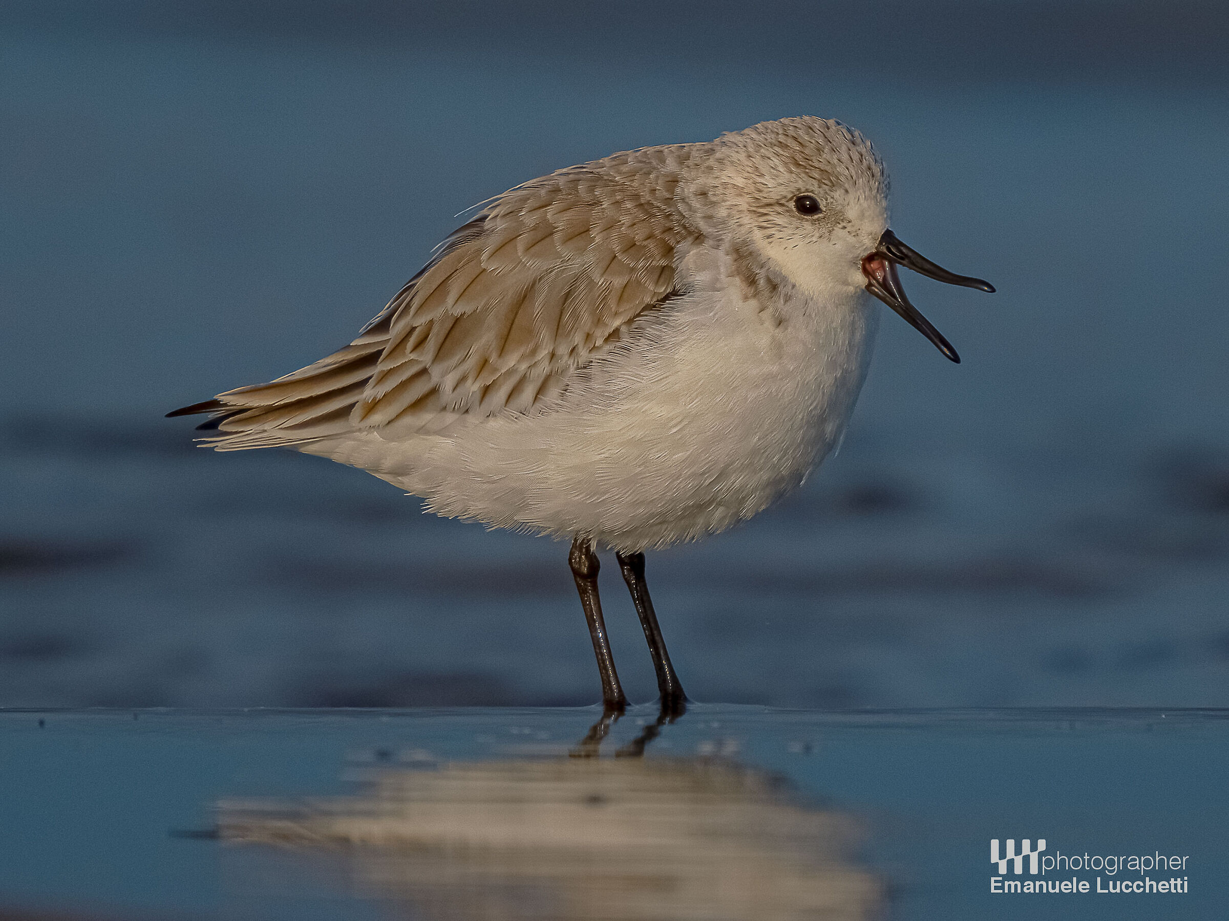 Piovanello tridattilo