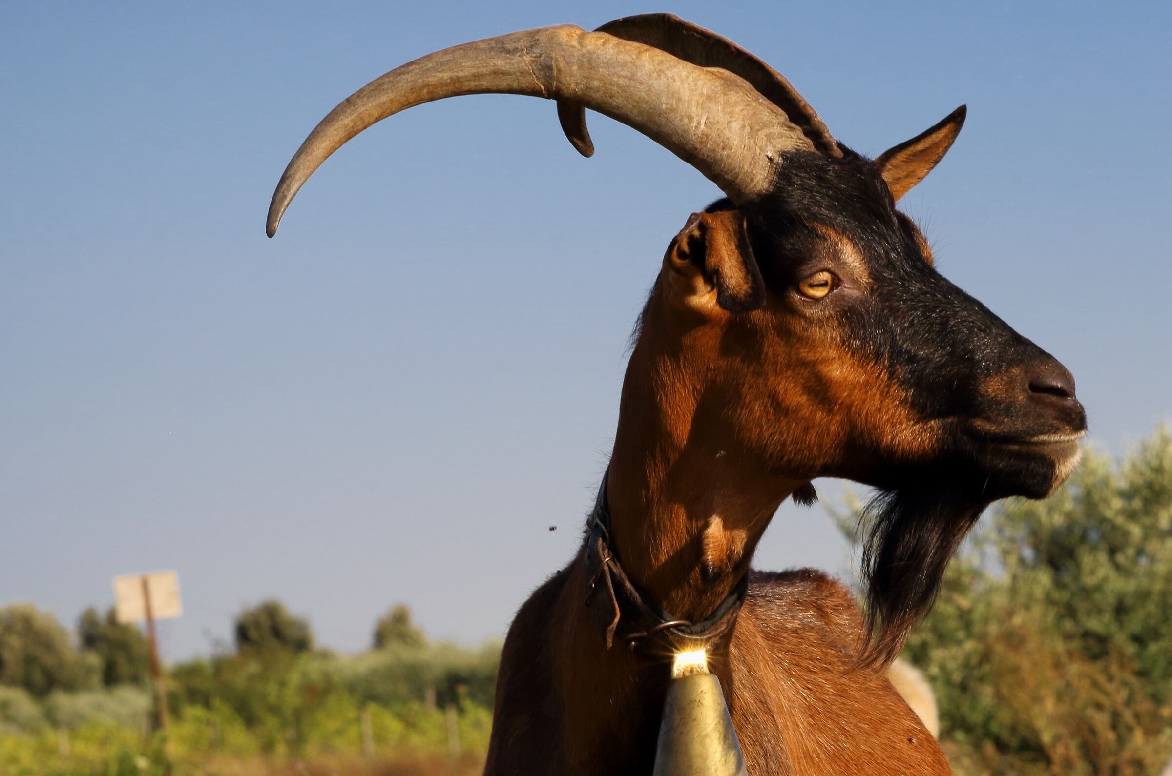 El diablo al atardecer