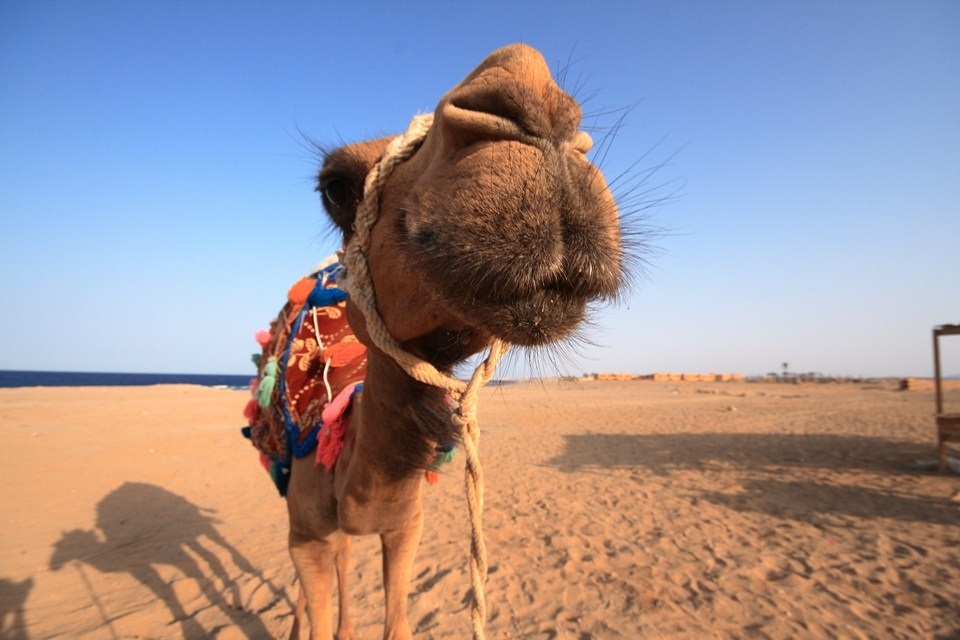 Cos'hai da guardare?