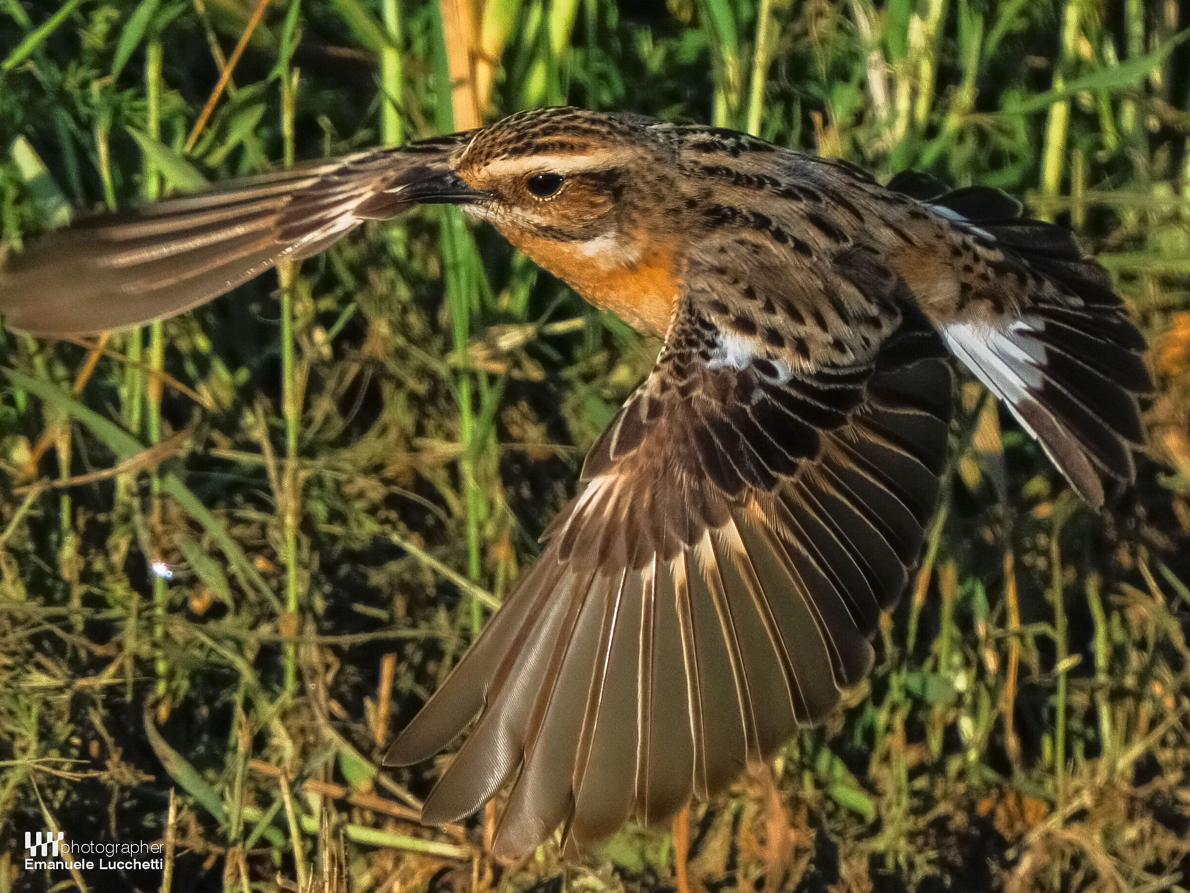 Stiaccino....lo stacco