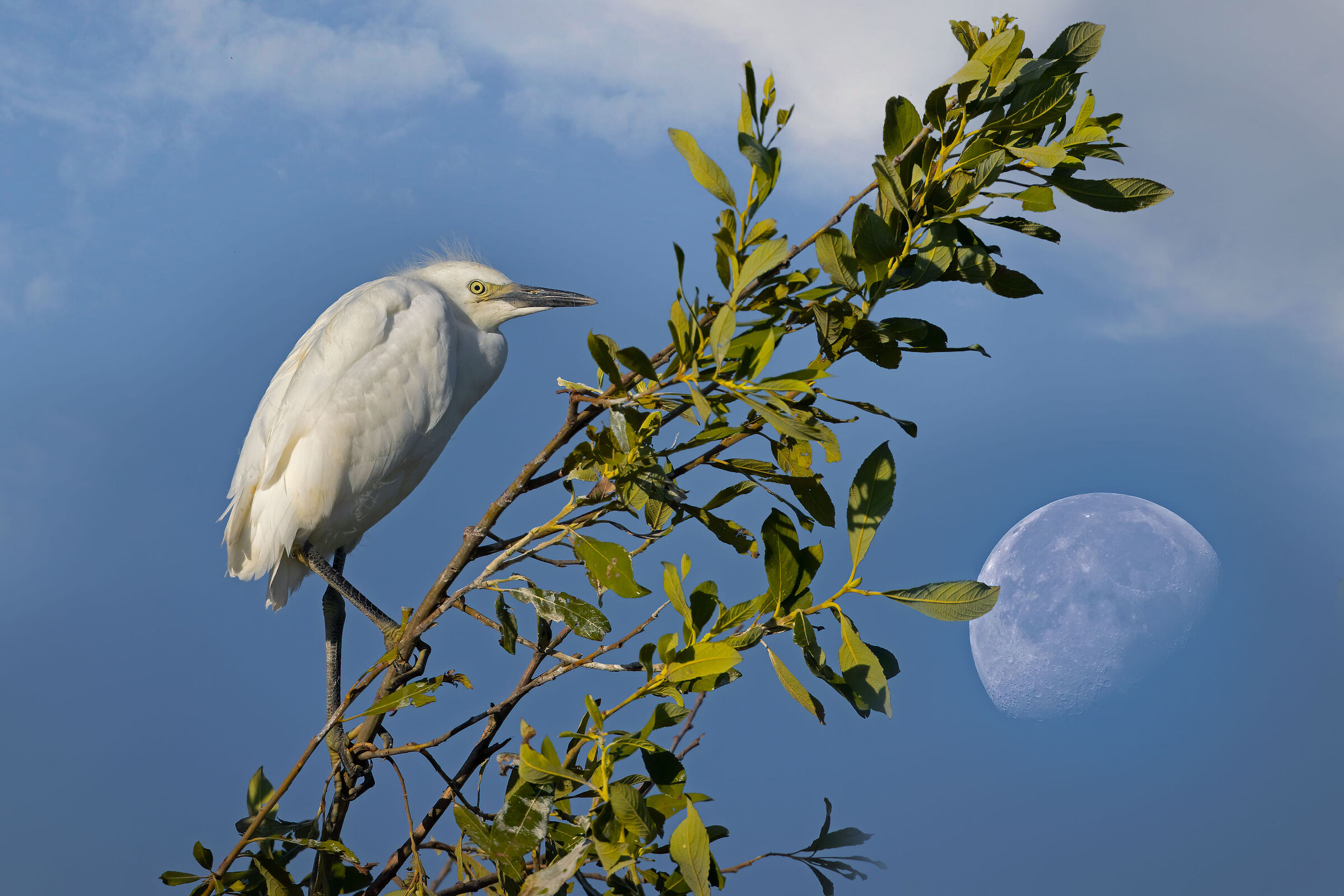 Garzetta e grande luna del 6 agosto 2023