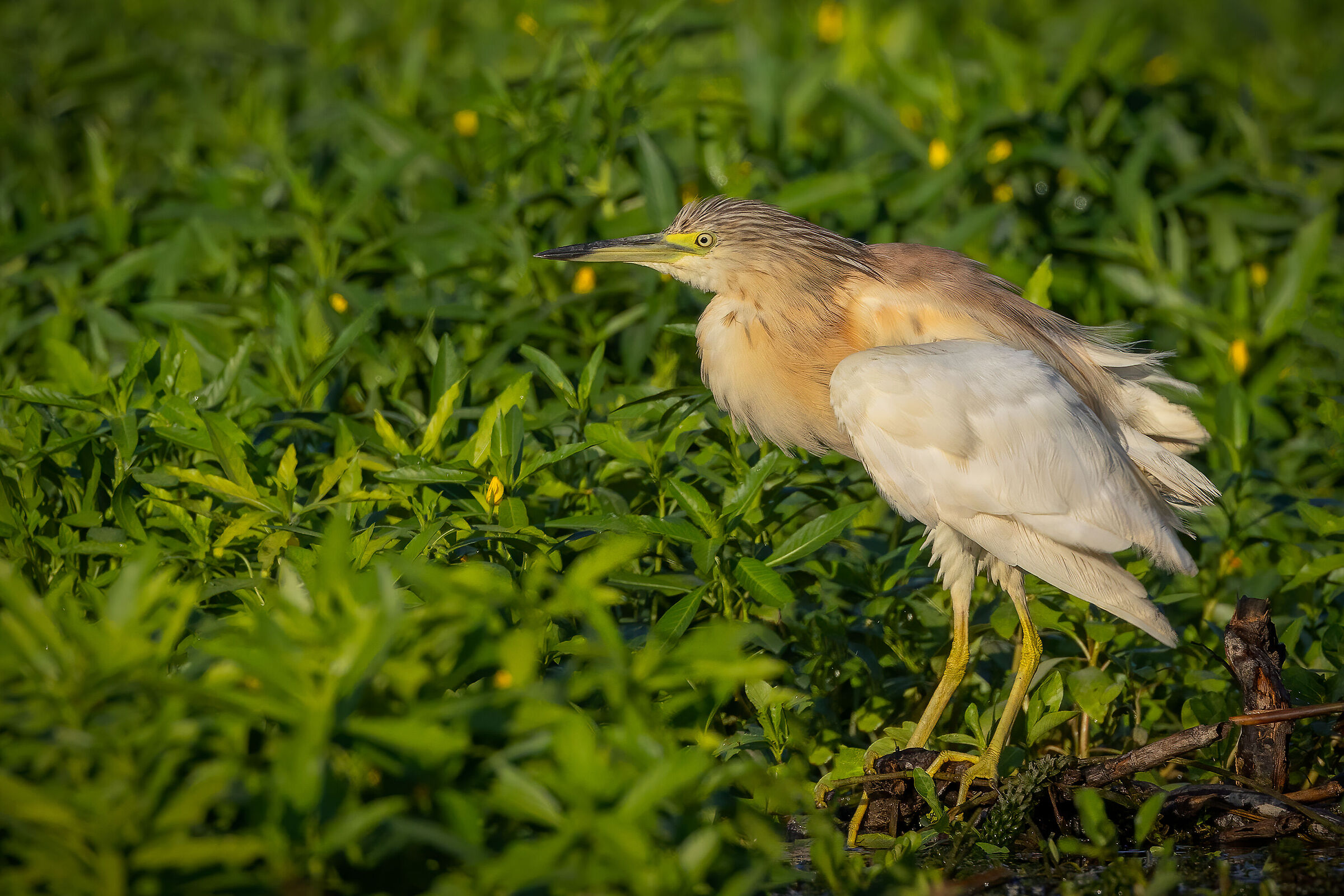Sgarza ciuffeto tra la Ludwigia