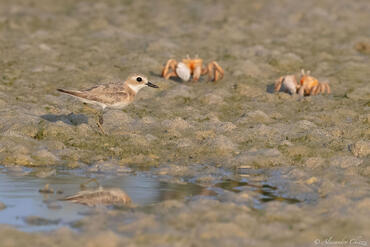 Charadrius leschenaultii