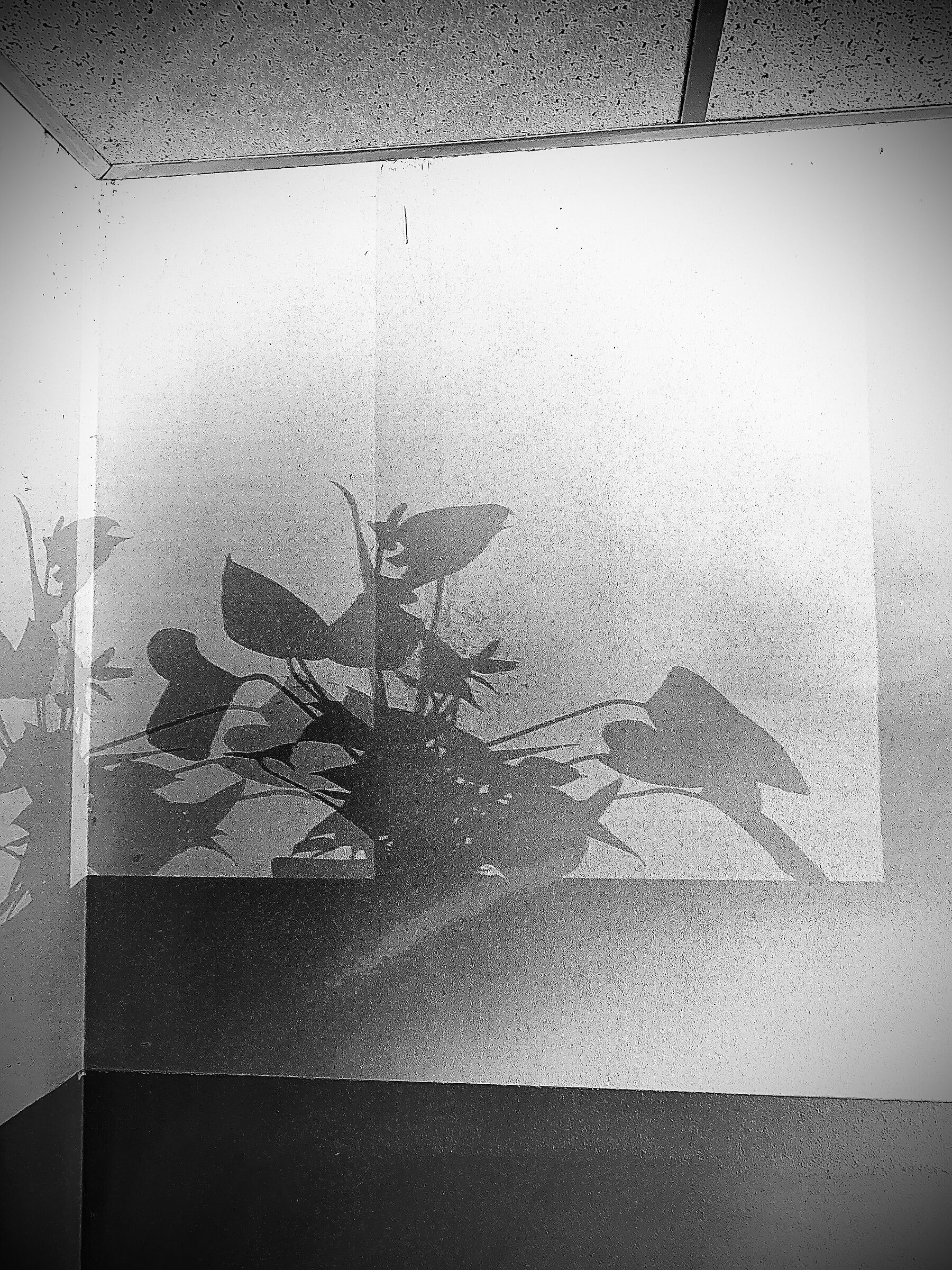 Shadows