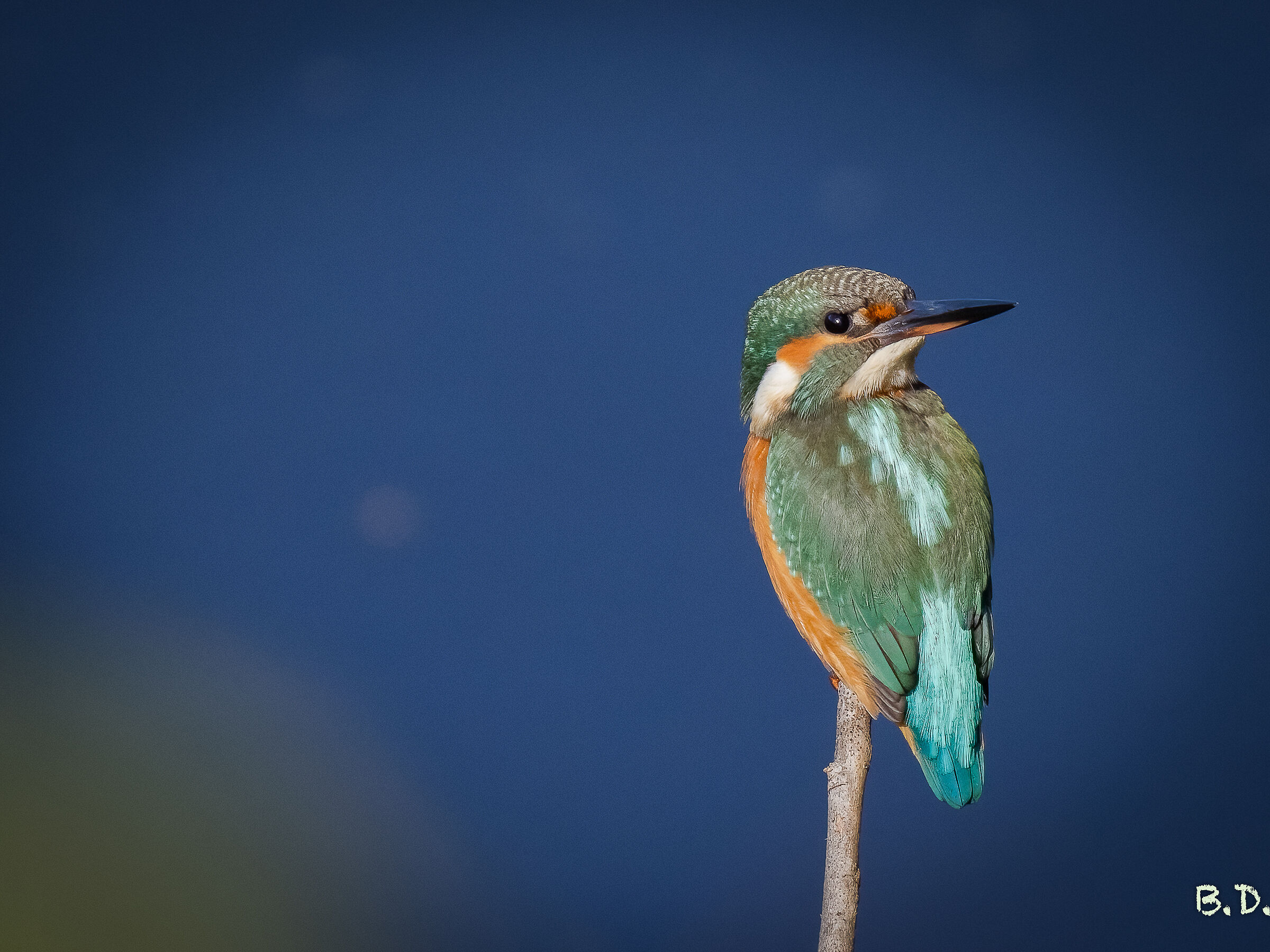 Martina (Biotope "Taio")