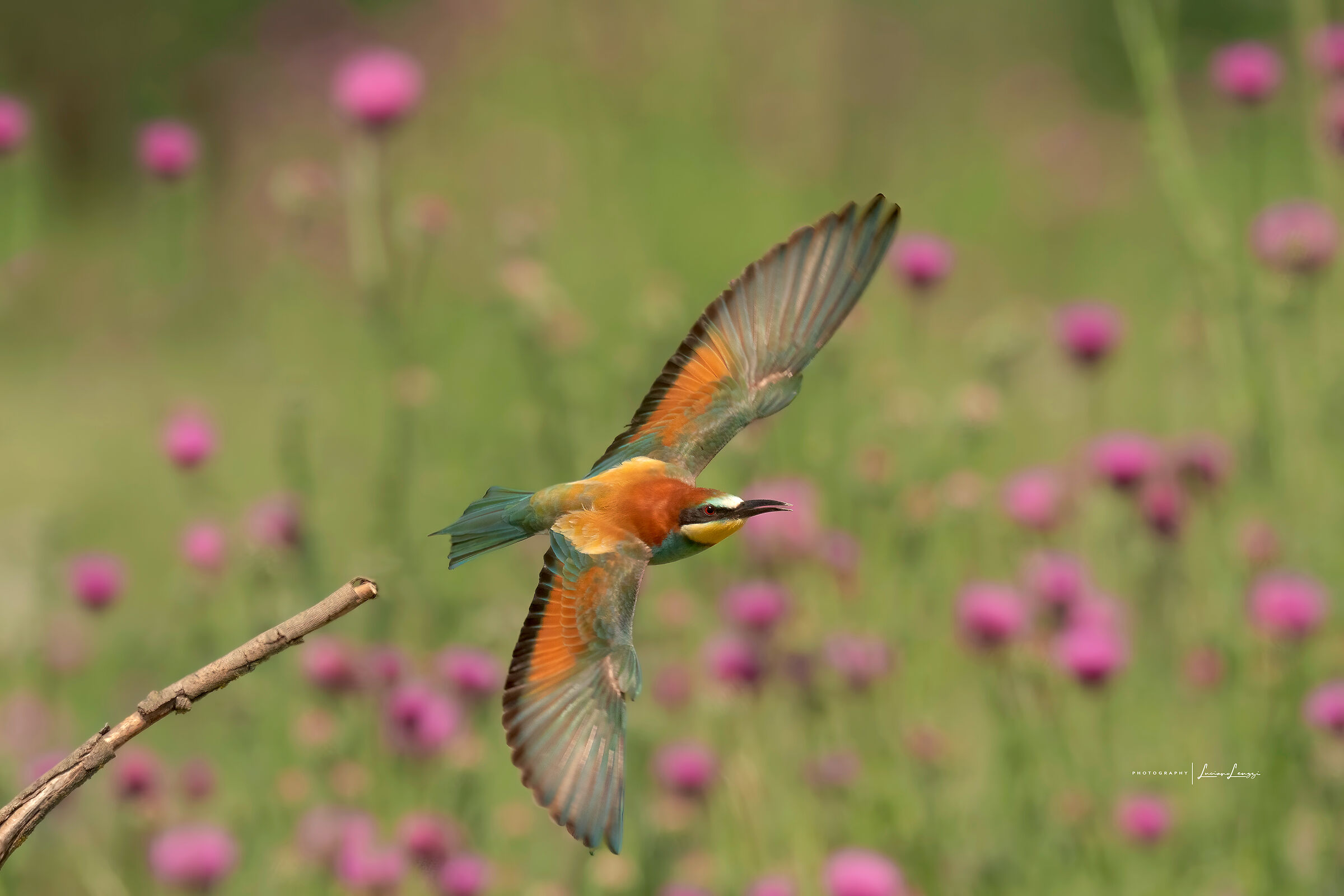 Bee-eater