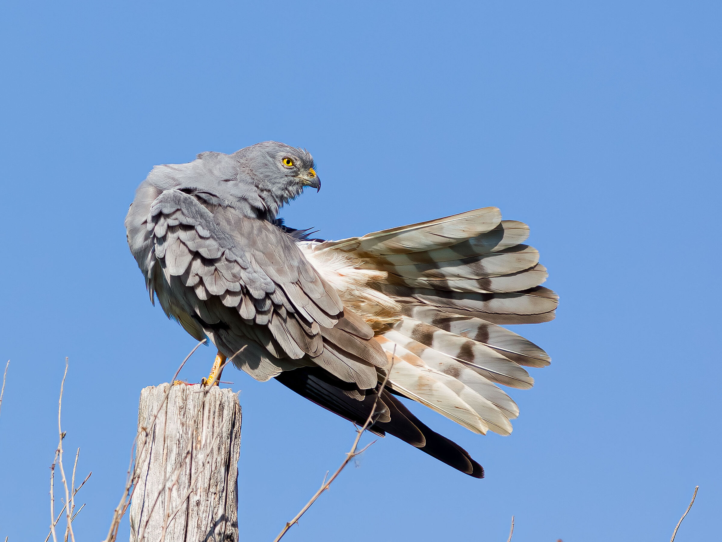 Harrier