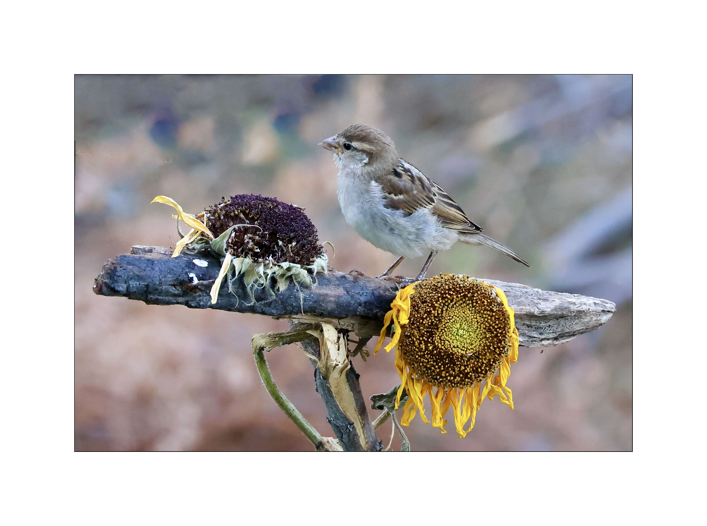 ...da dove inizio a mangiare?