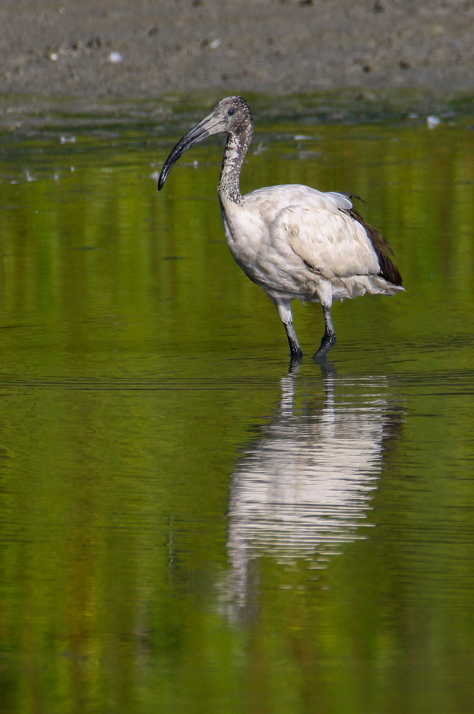 Ibis sacro