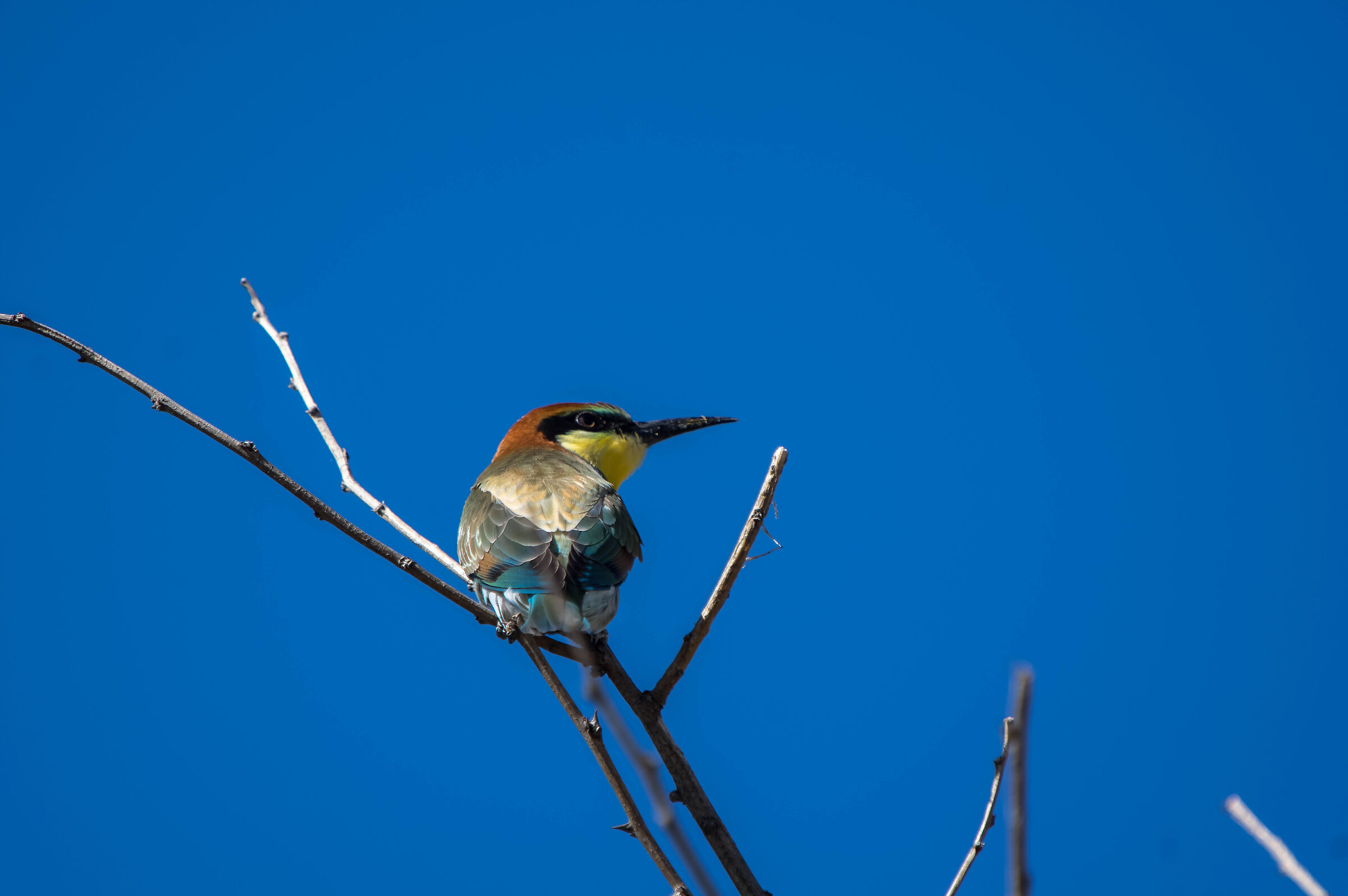 Shoulder bee-eater