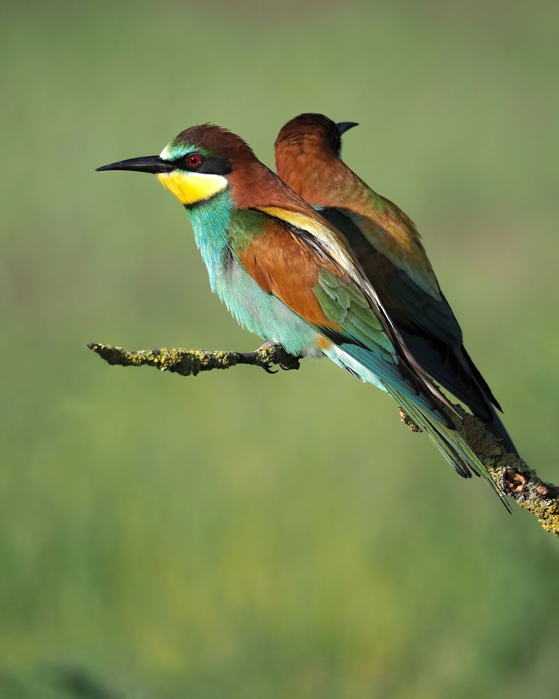 Merops apiaster