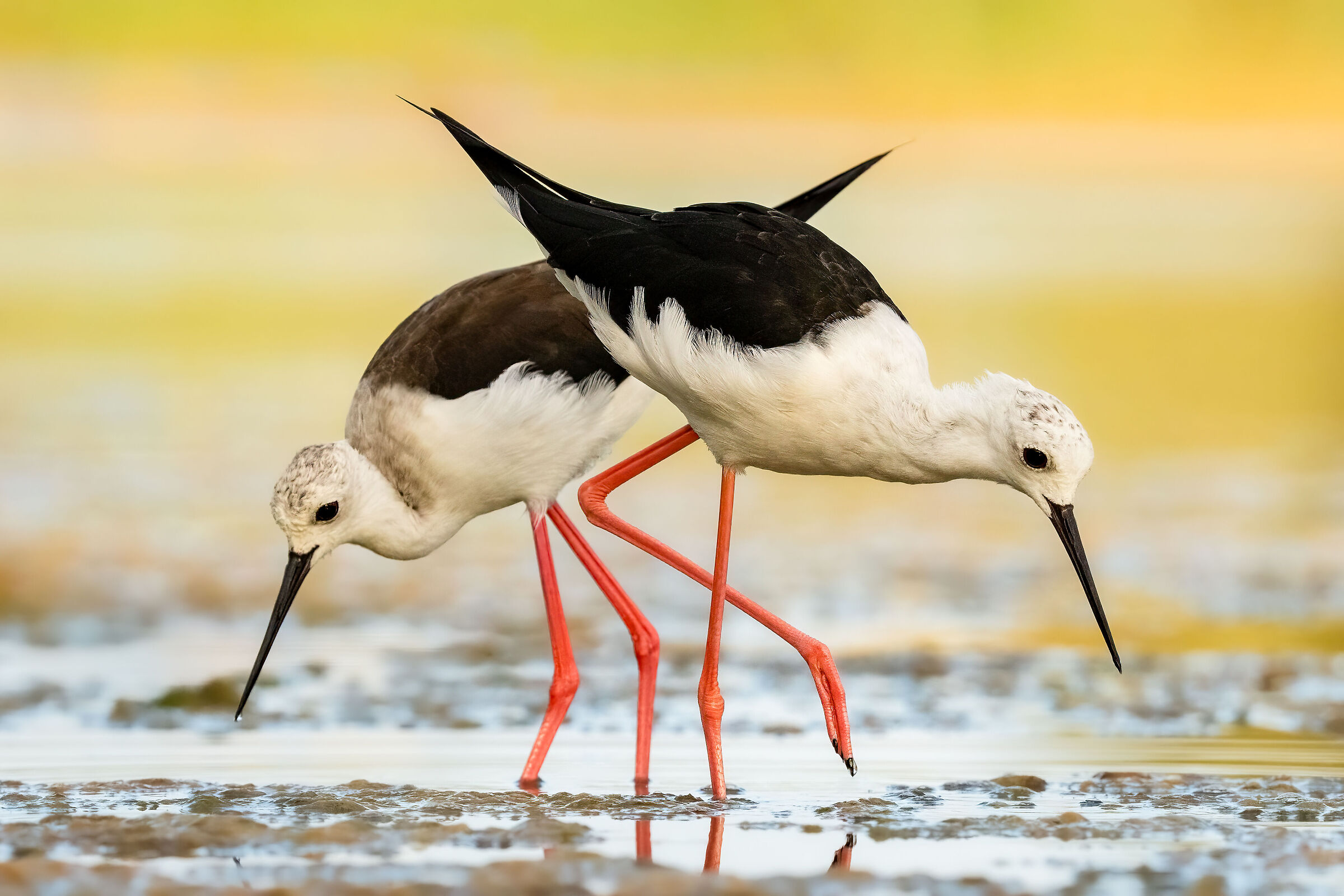 Cavalieri d'Italia (Himantopus himantopus)