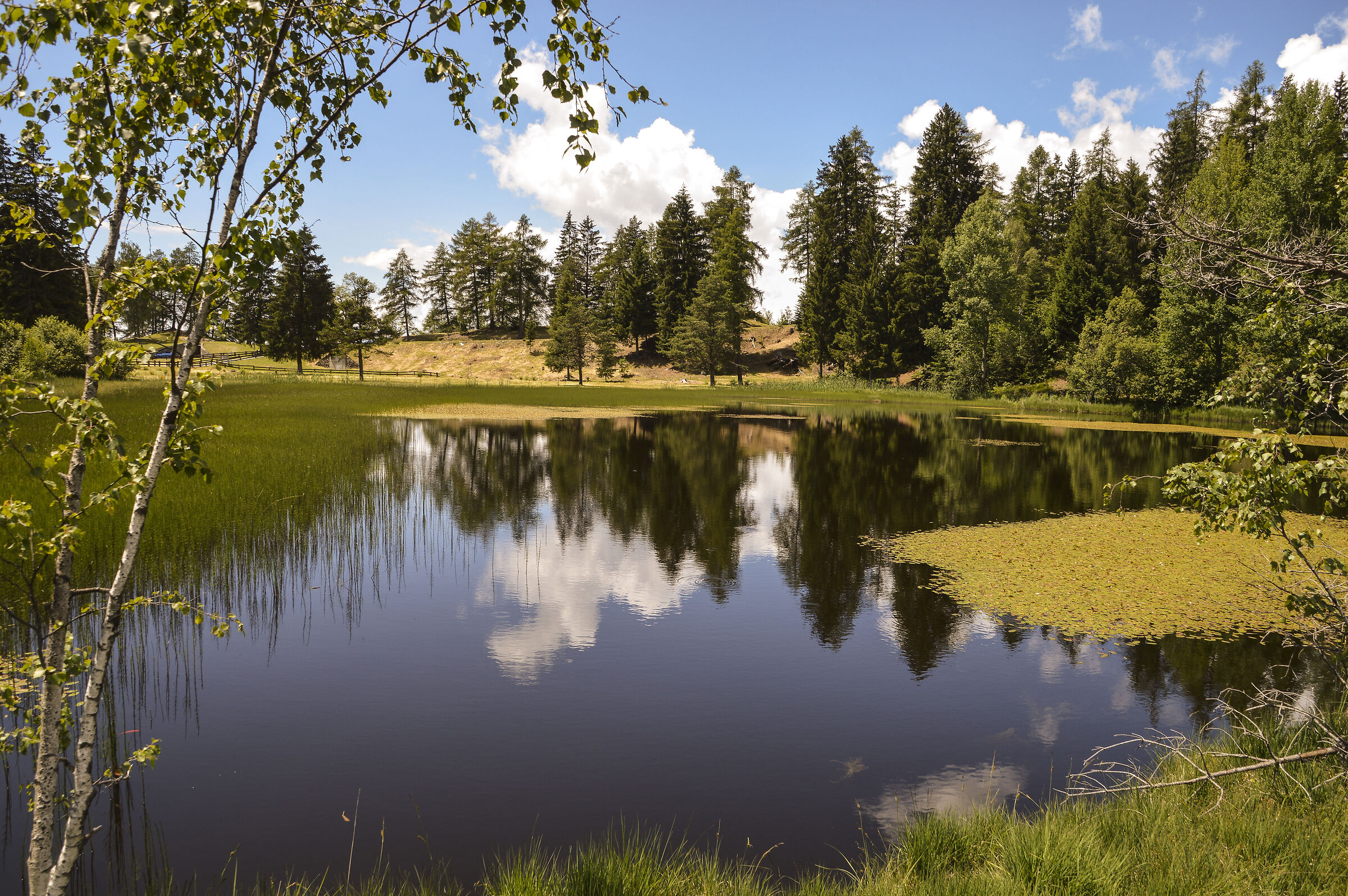 laghetto delle Rane Riserva naturale Pian di Gembro