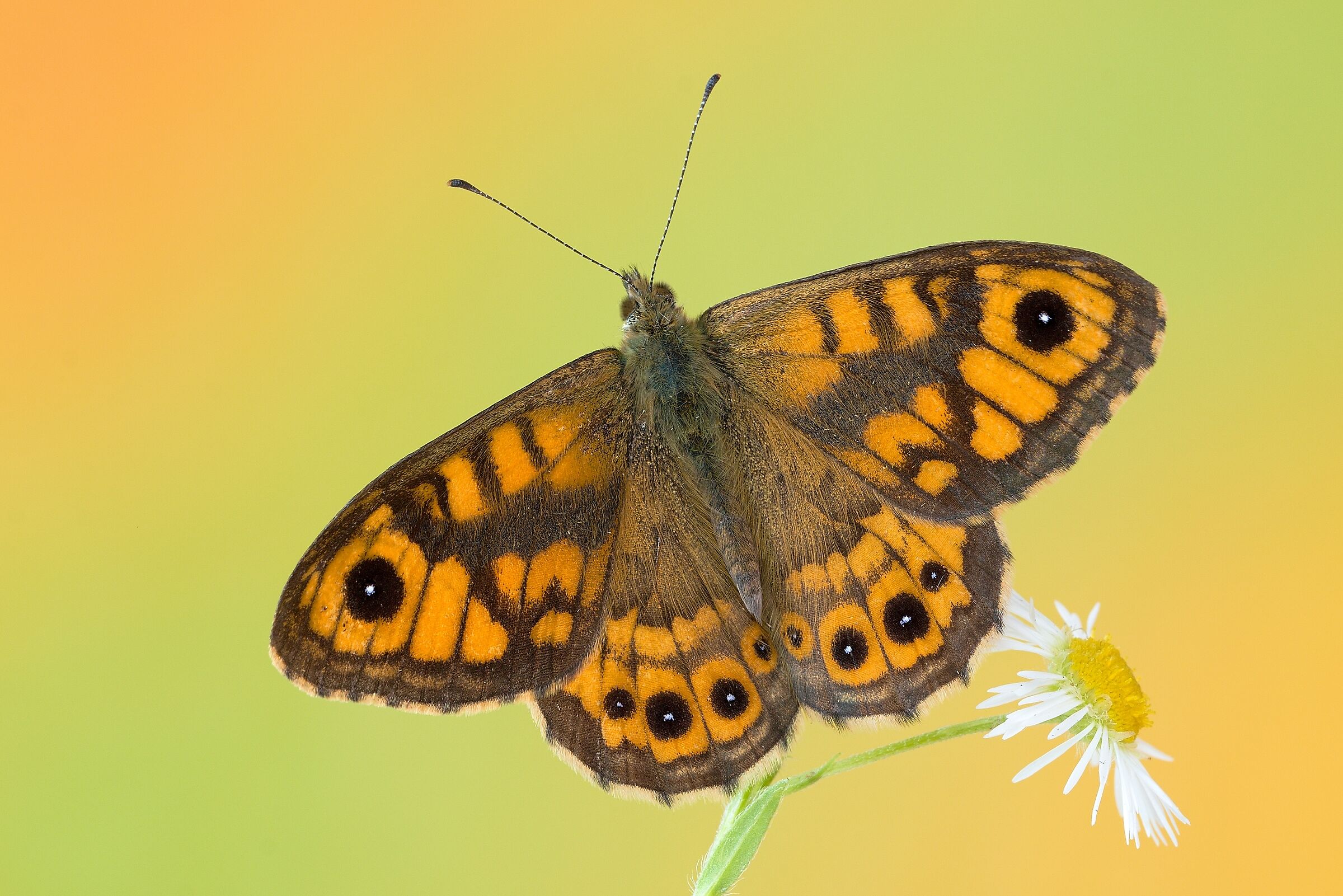 Lasiommata megera (maschio)