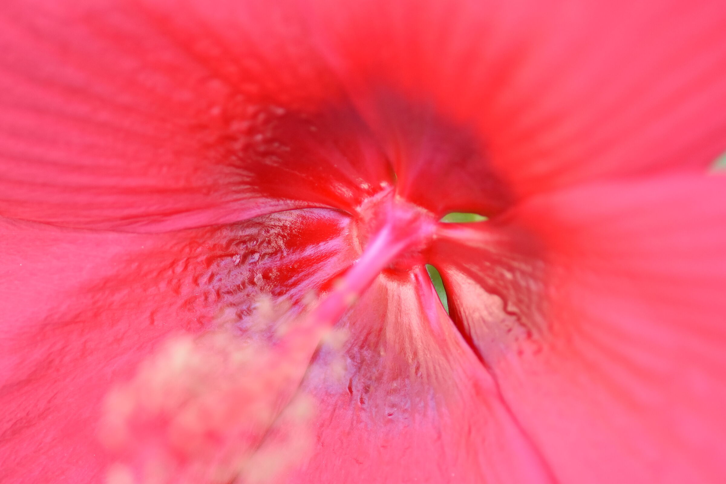 " Tokina ", Macro 100 F. 2.8 Atx- i - Nikon D 7200