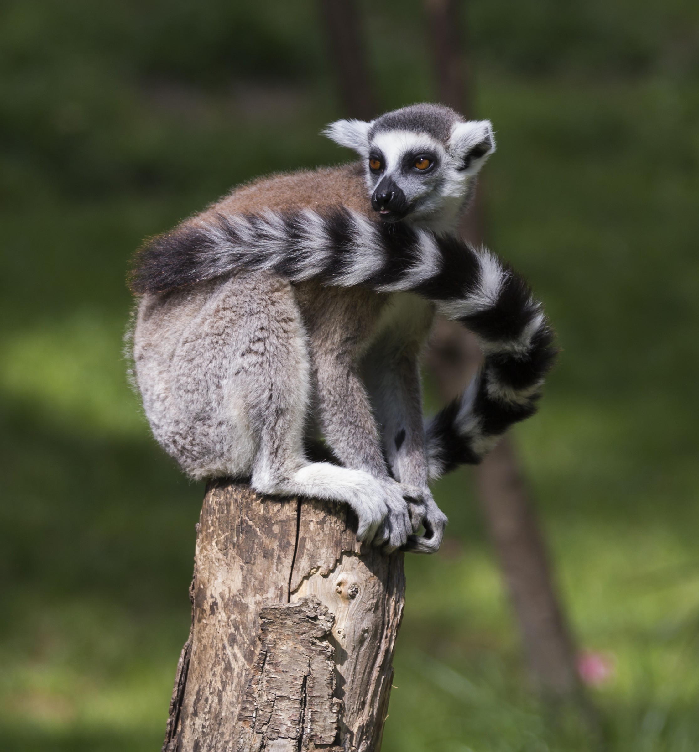lemure del madagascar,bioparco roma.