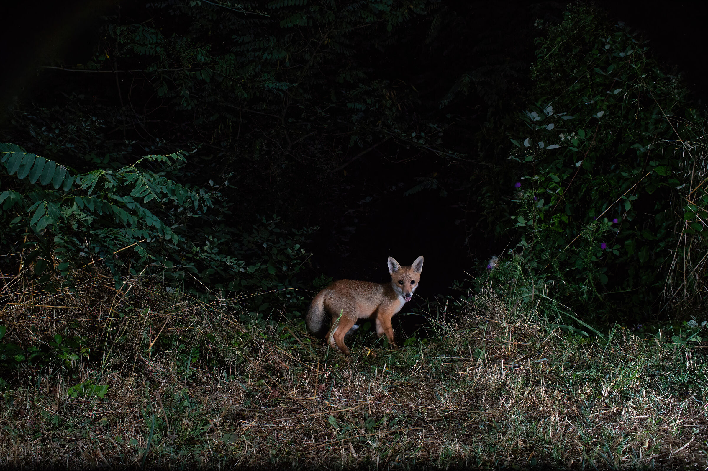 Small fox exploring at night