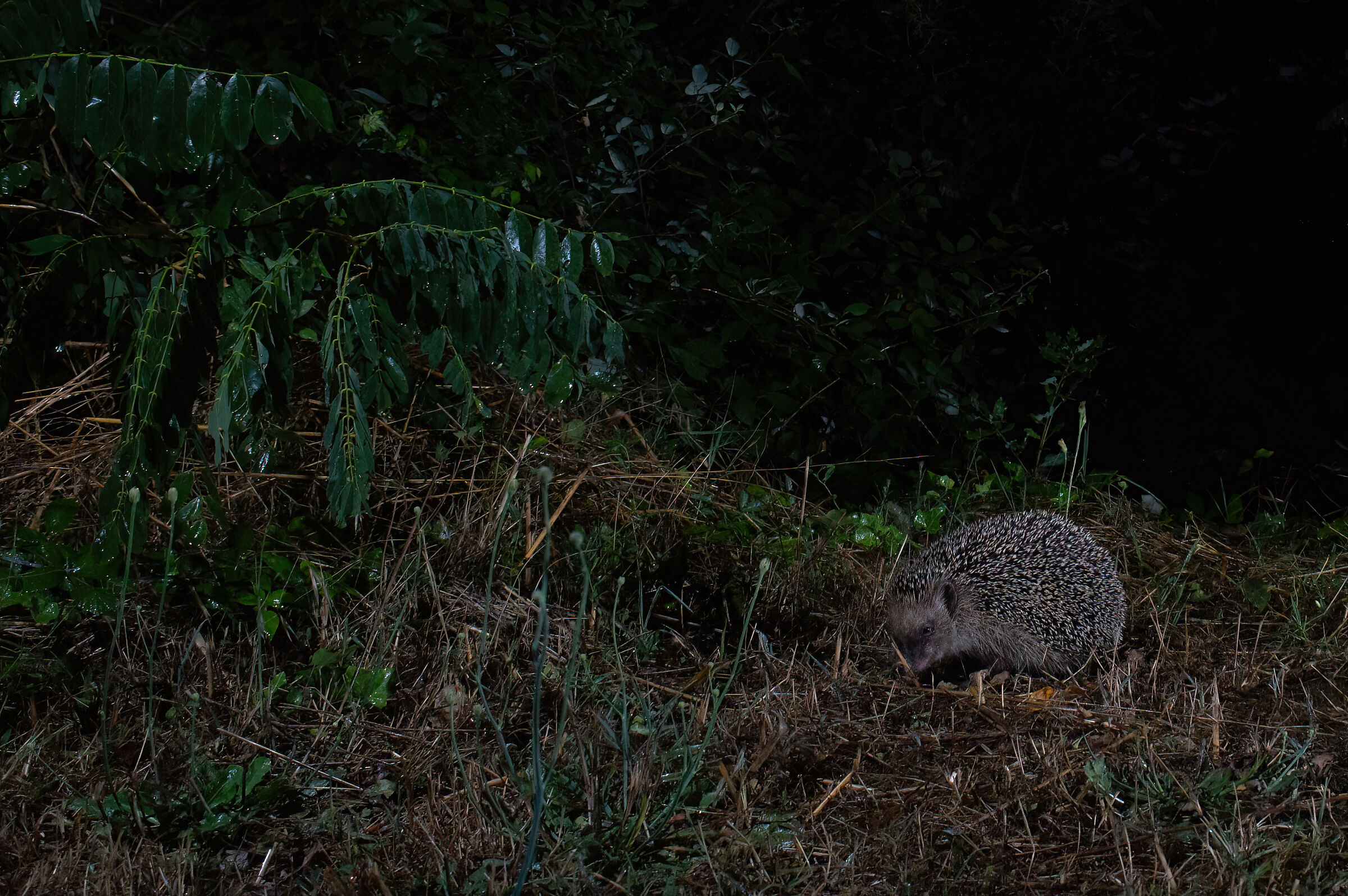 Hedgehog on night excursion