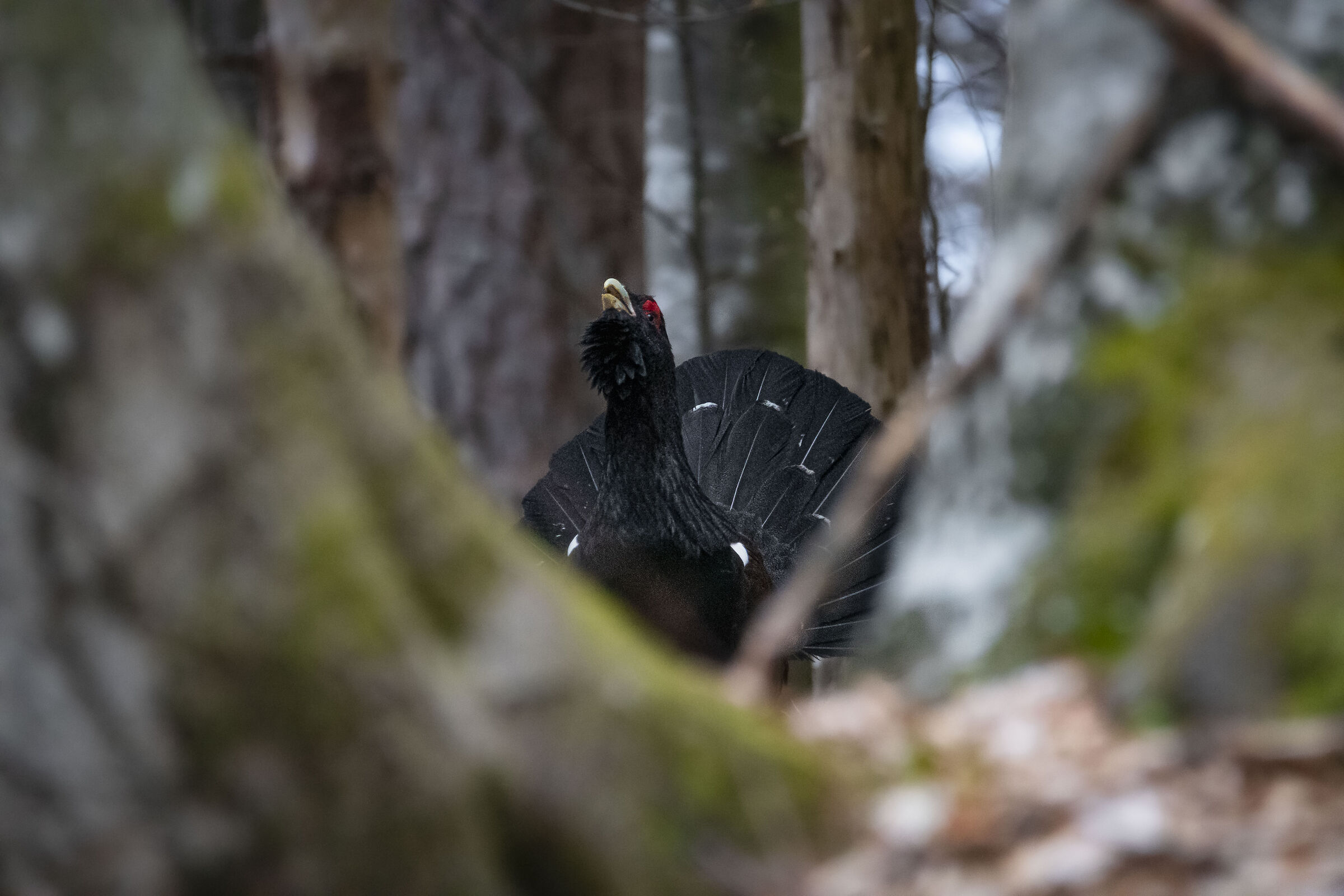 Gallo cedrone