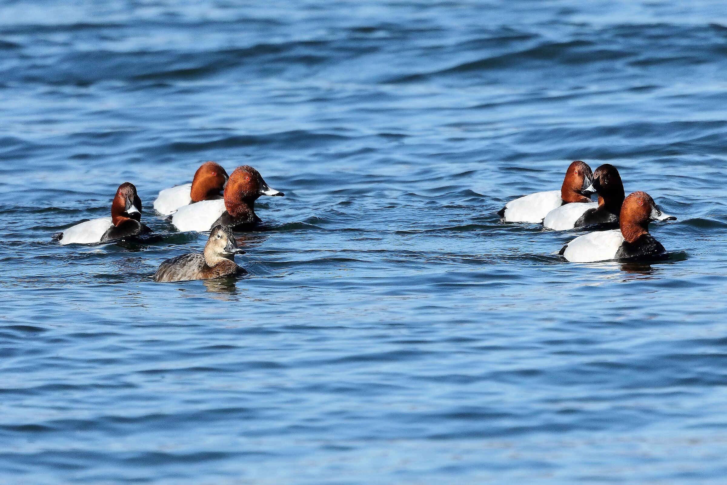 Moriglioni 09 marzo 2023