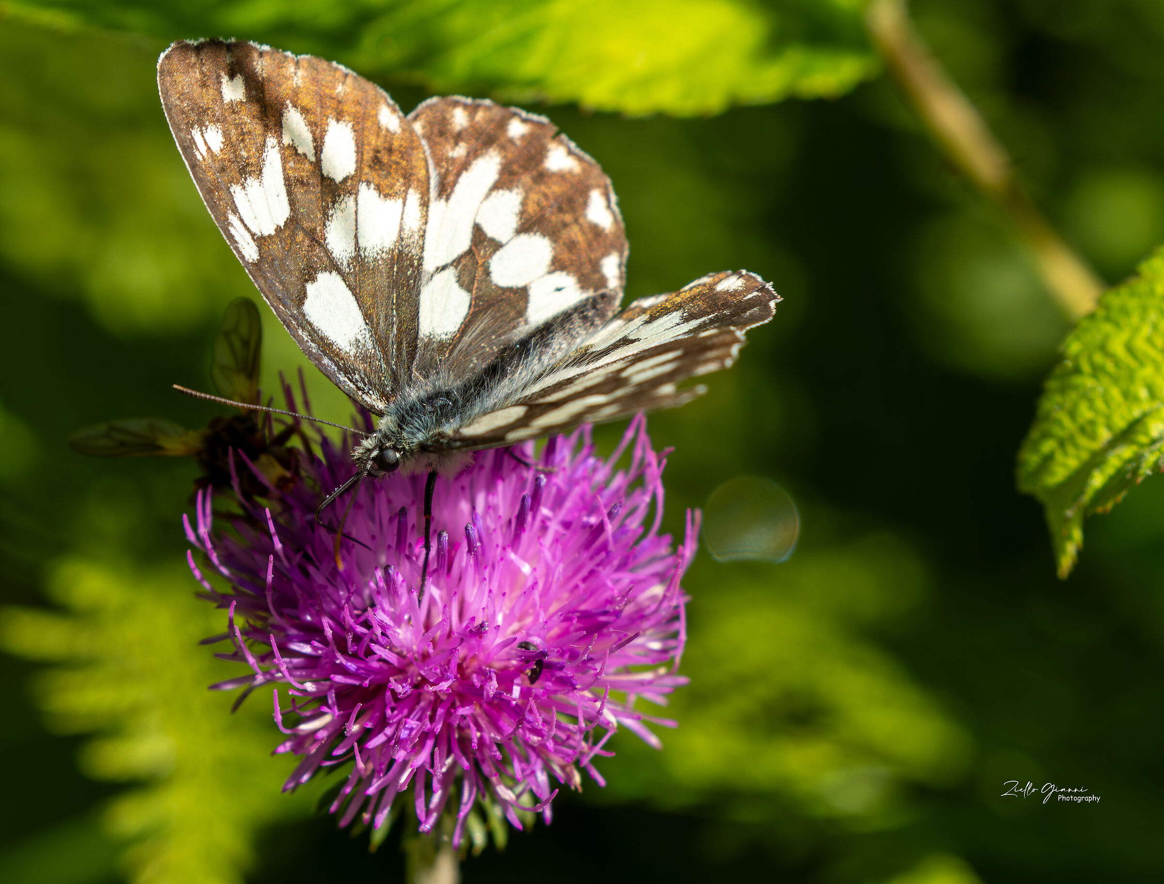 Melanargia galathea