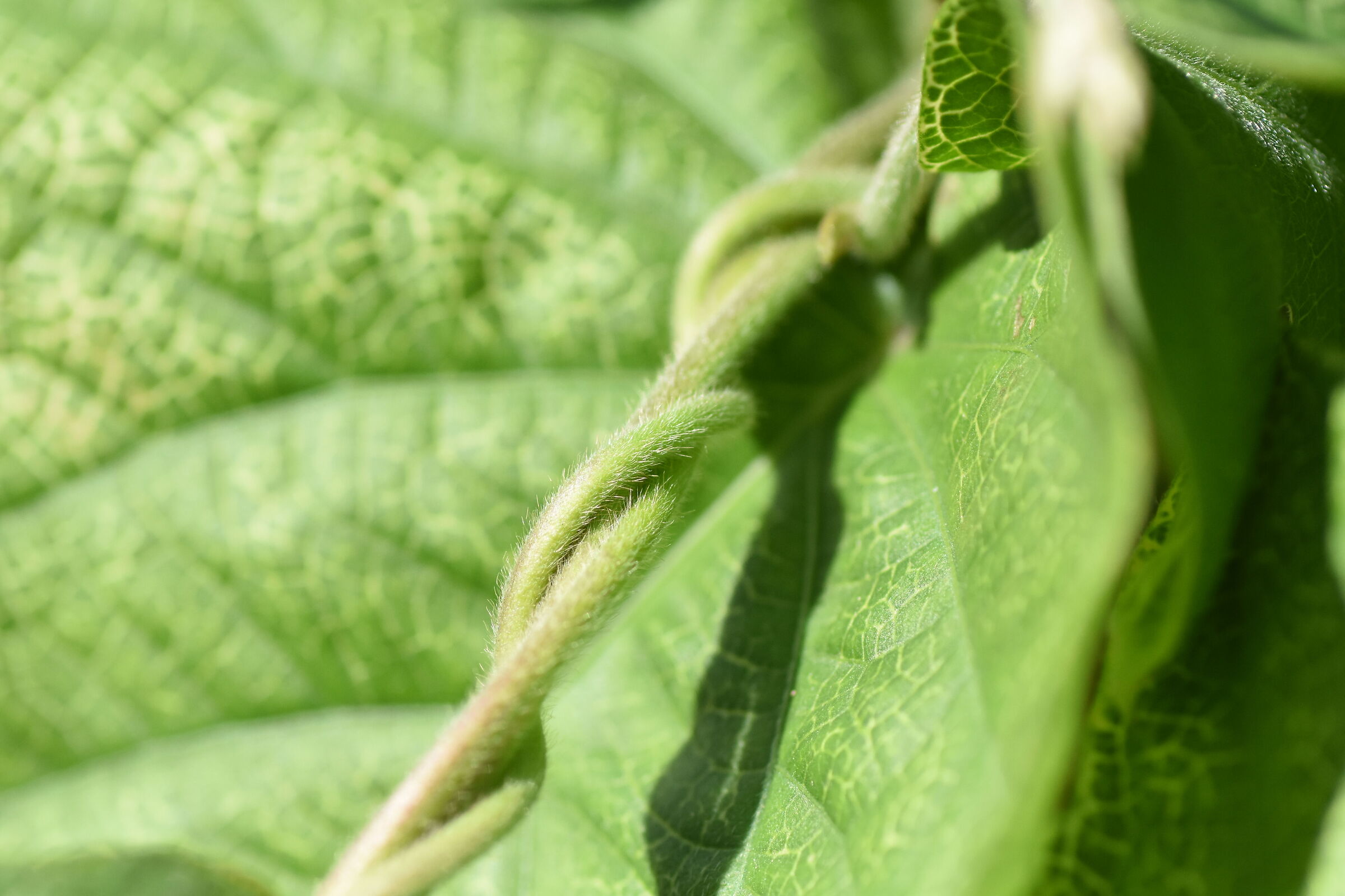 Tokina Macro 100 F. 2.8 Atx- i, 1/ 8 Mila- Nikon D 7200