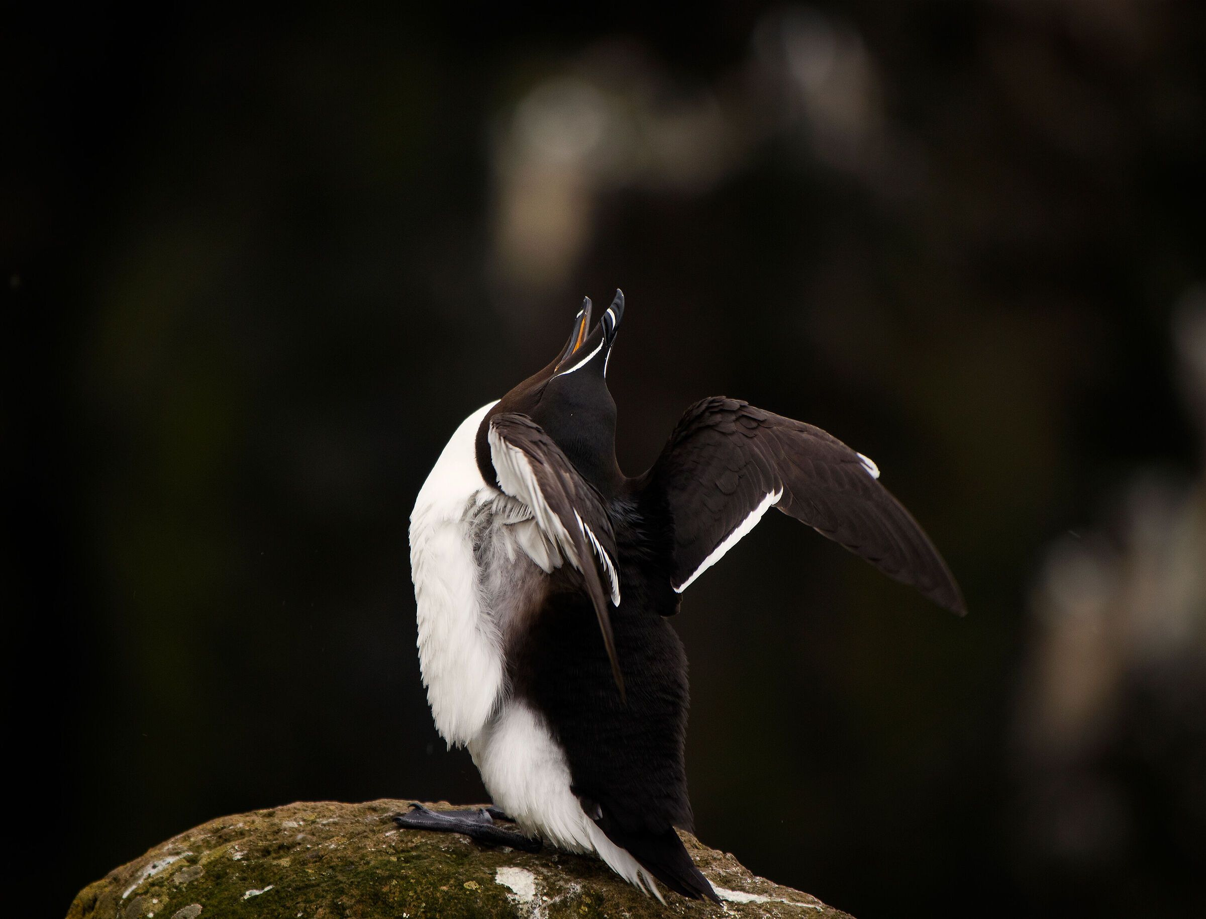 Razorbill
