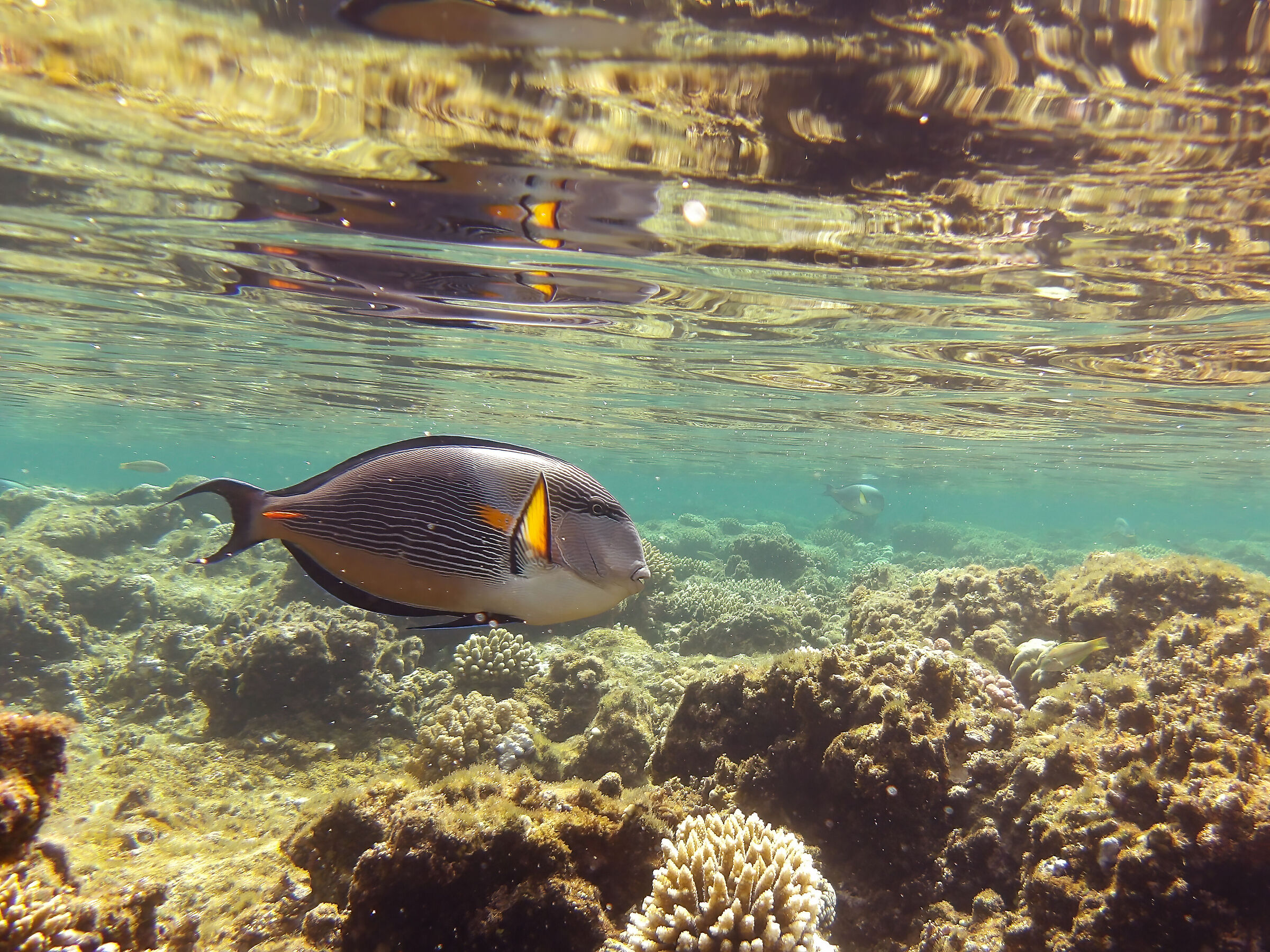 Pesce chirurgo arabo