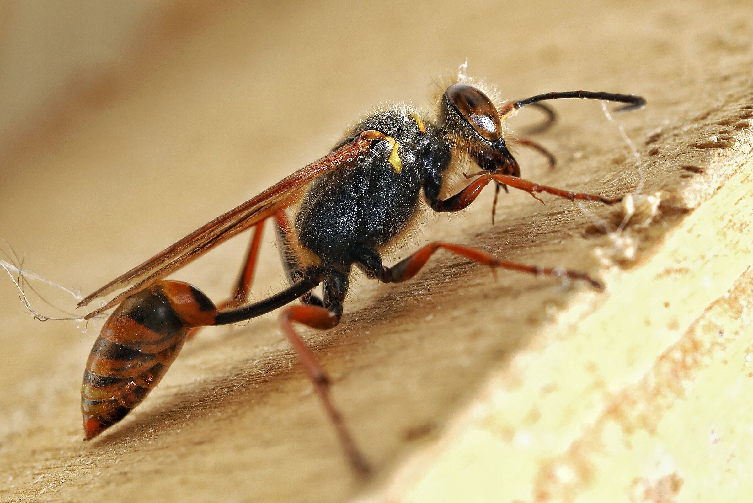 Sceliphron caementarium