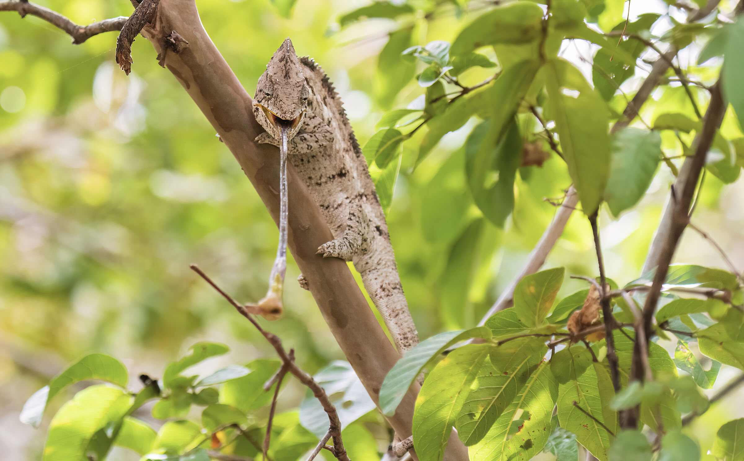 kills the tongue more than the sword