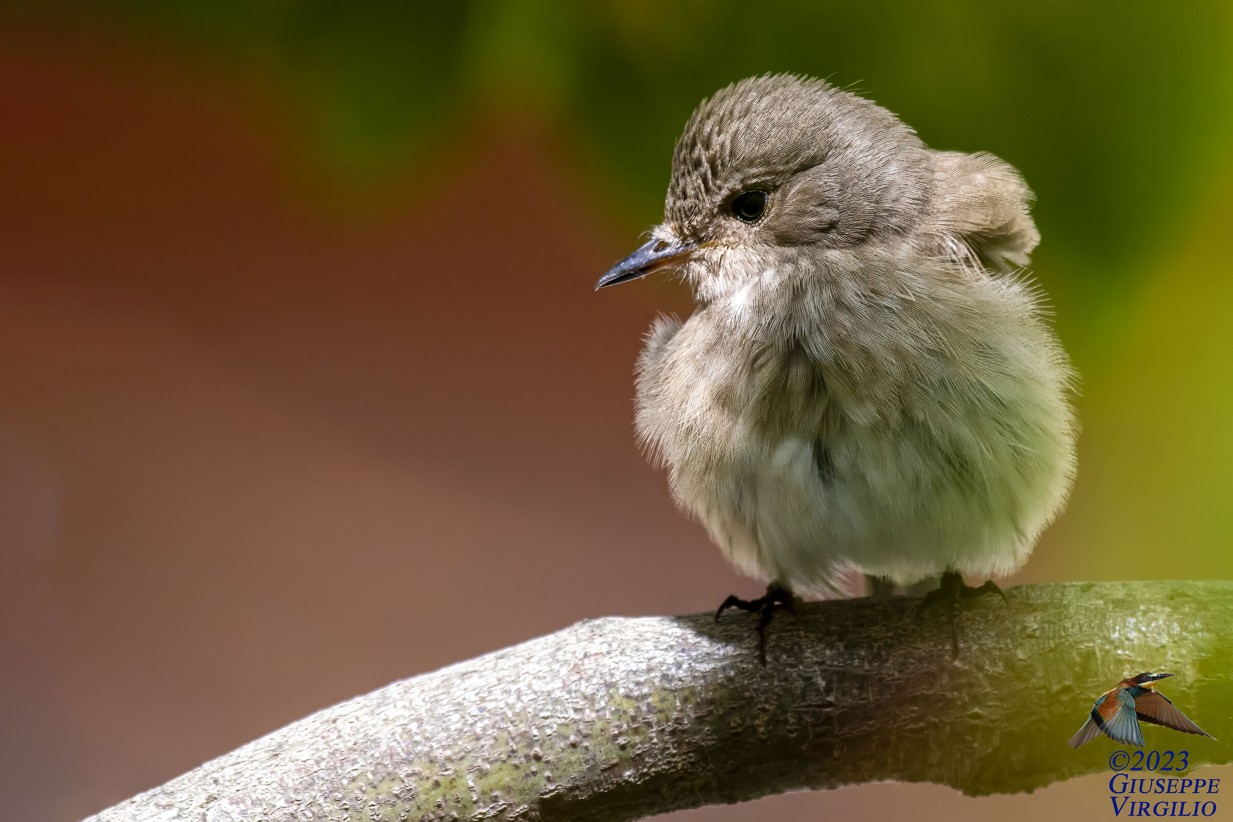 Flycatcher (Sardinia)2023