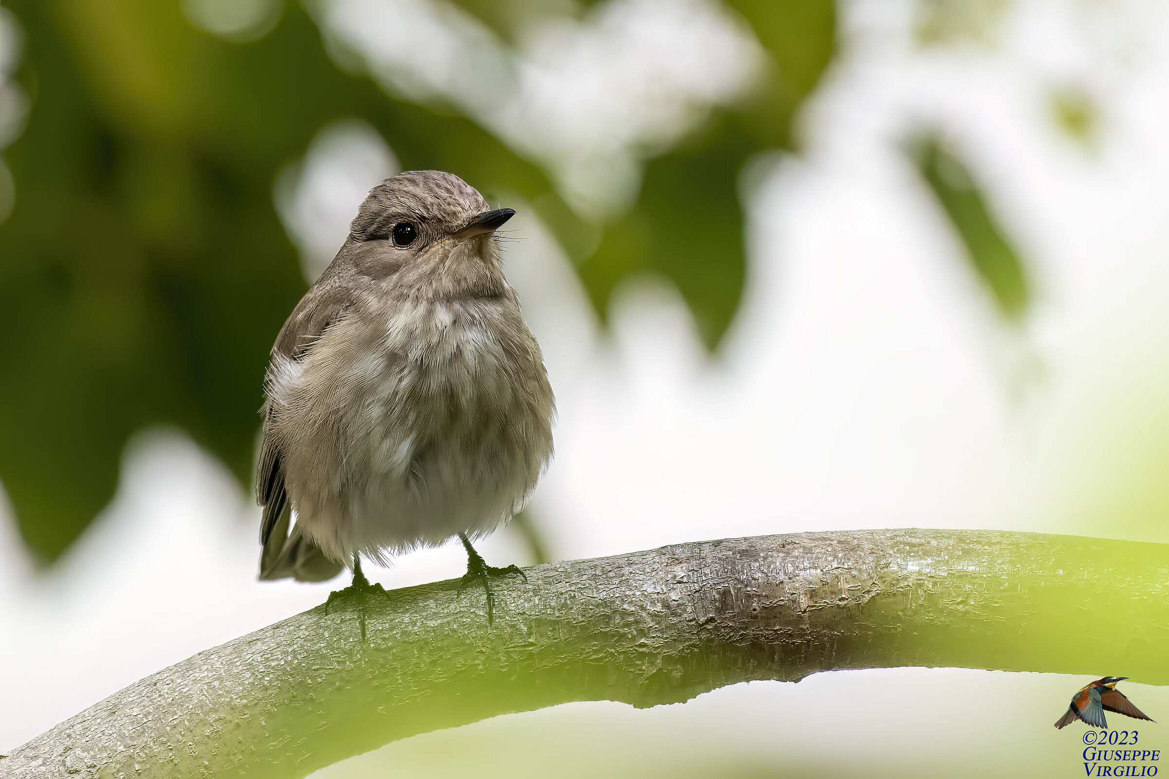Flycatcher (Sardinia)2023