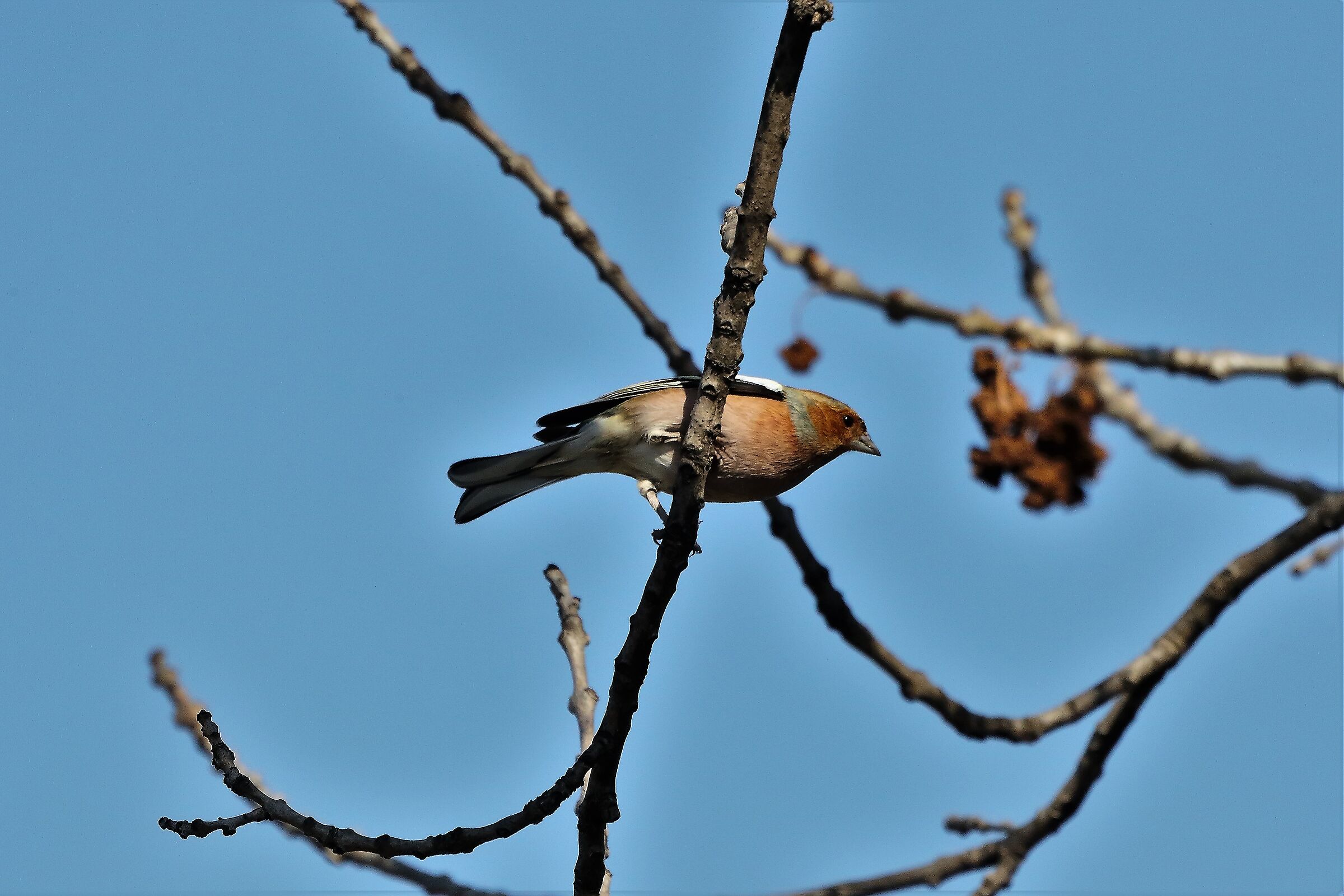 Fringuello 09 marzo 2023