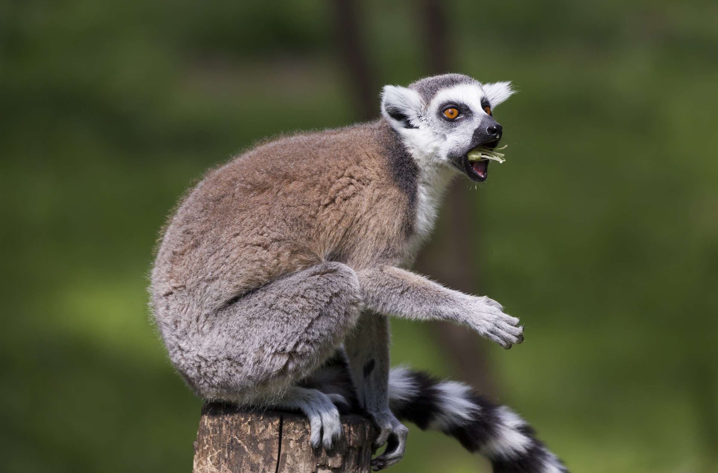 lemure del madagascar,bioparco roma.