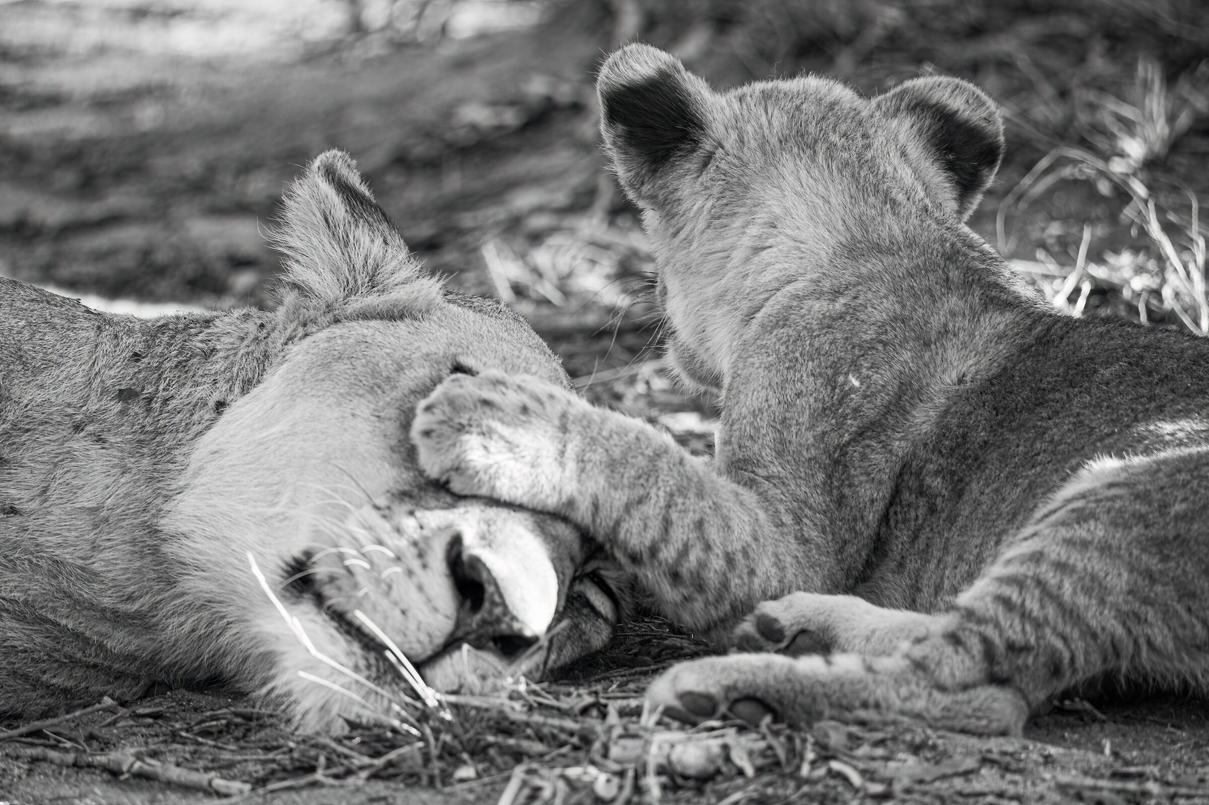 ...papi ...meglio tu non veda c'ho combinato...