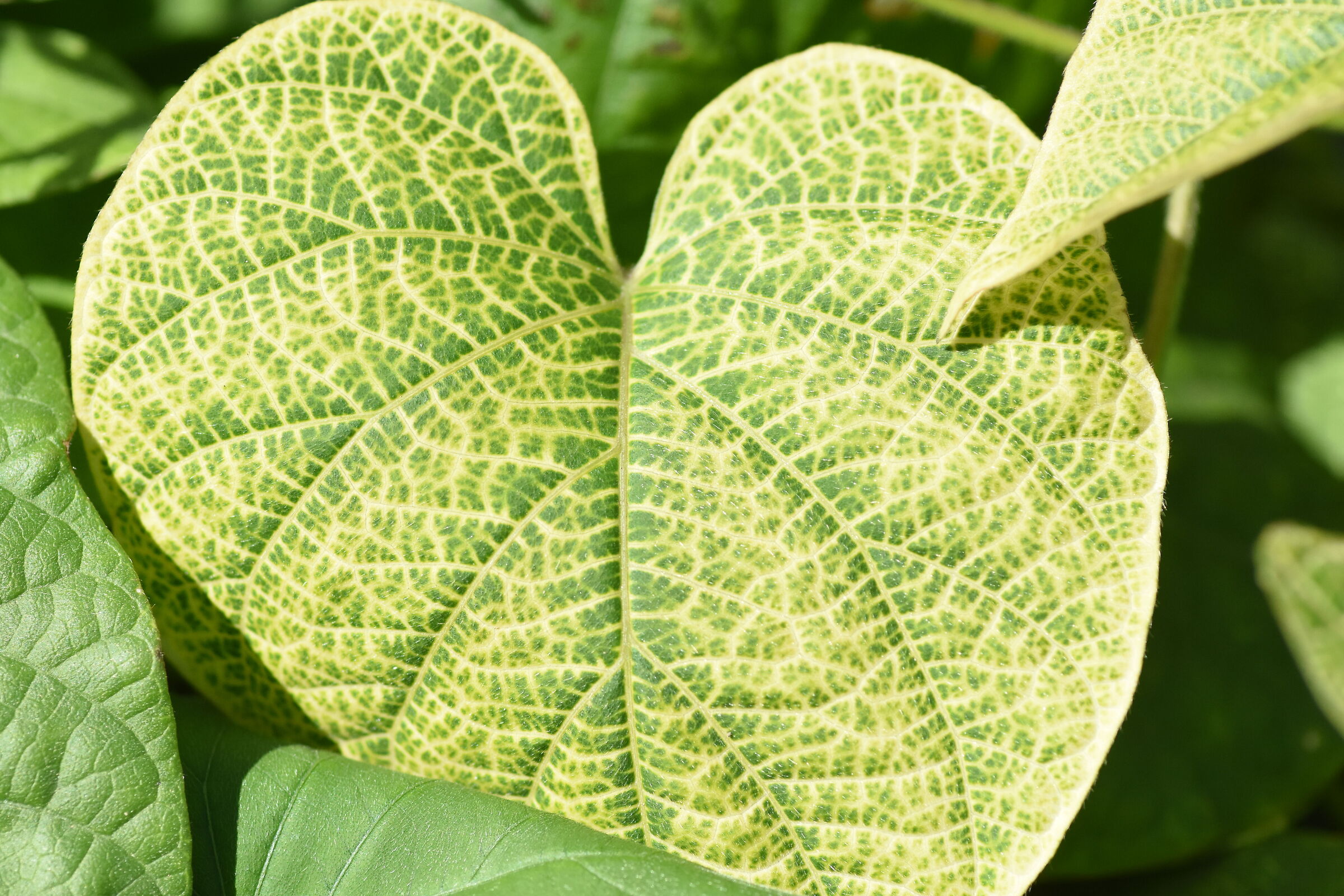 Tokina Macro 100 F. 2.8 Atx- i, 1/ 8 Mila- Nikon D 7200