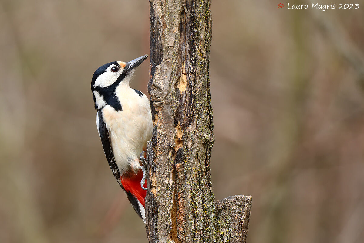 Picchio rosso maggiore
