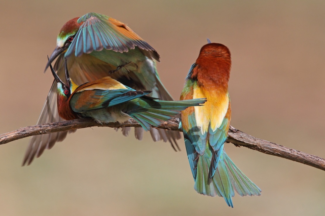 bee-eaters