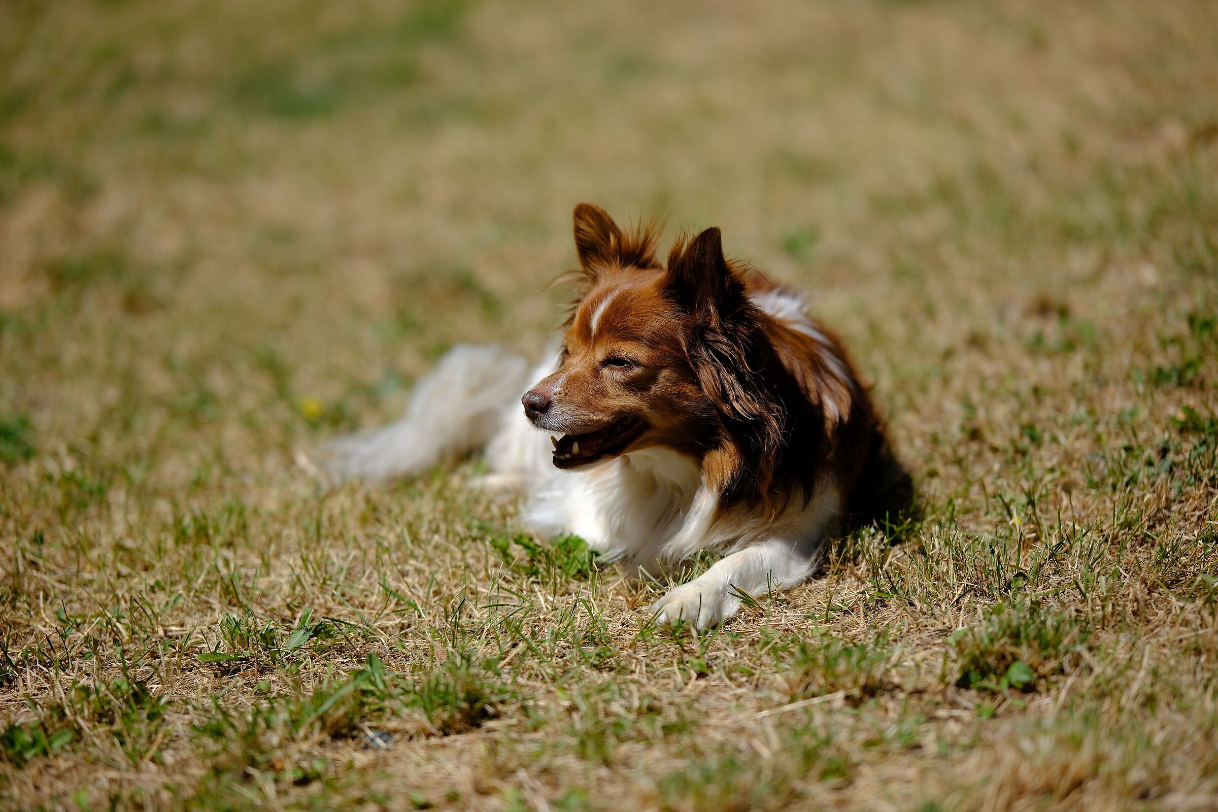 Il fresco del giardino…