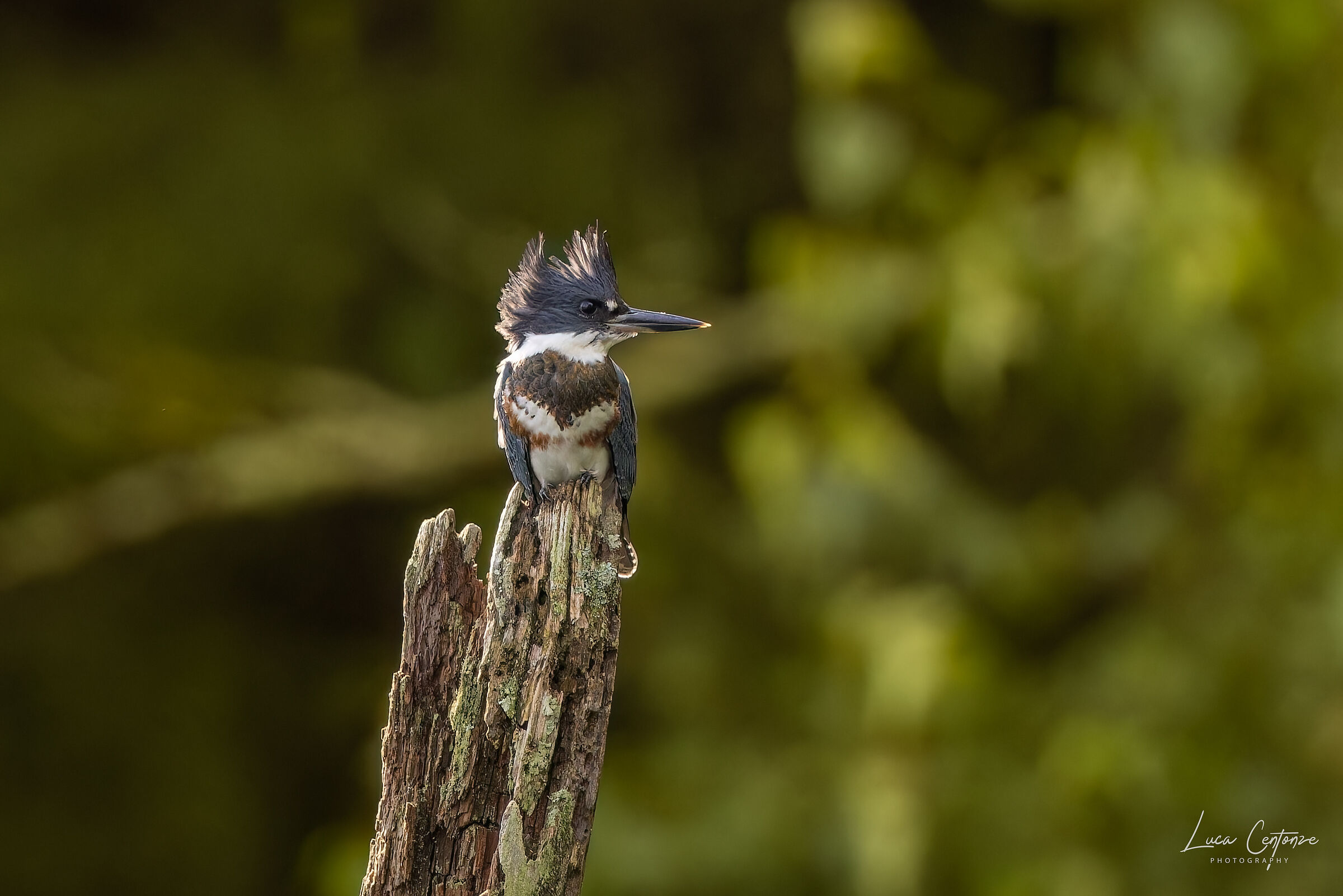 Belted King Fisher (Megaceryle alcyon) female