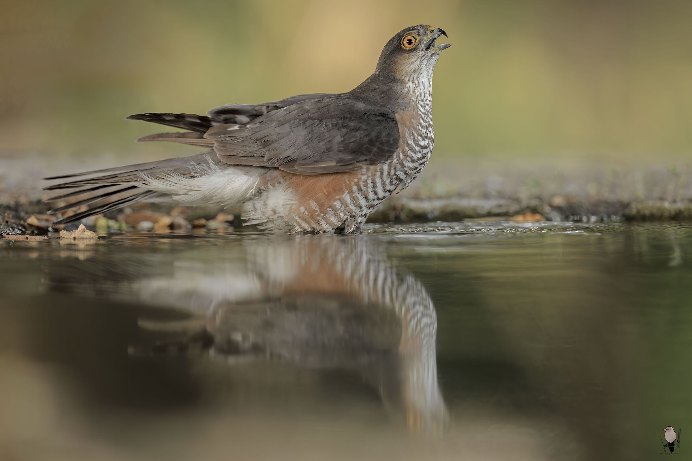 Sparrowhawk ?