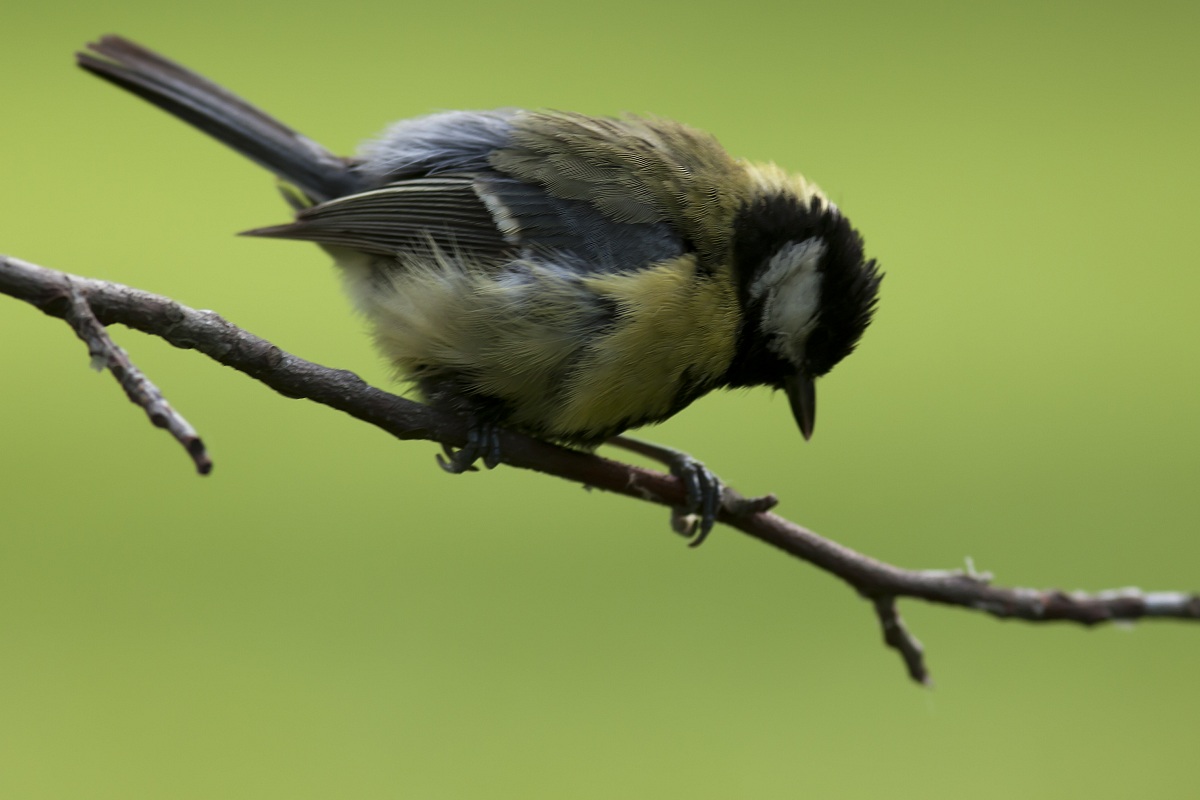 Great Tit