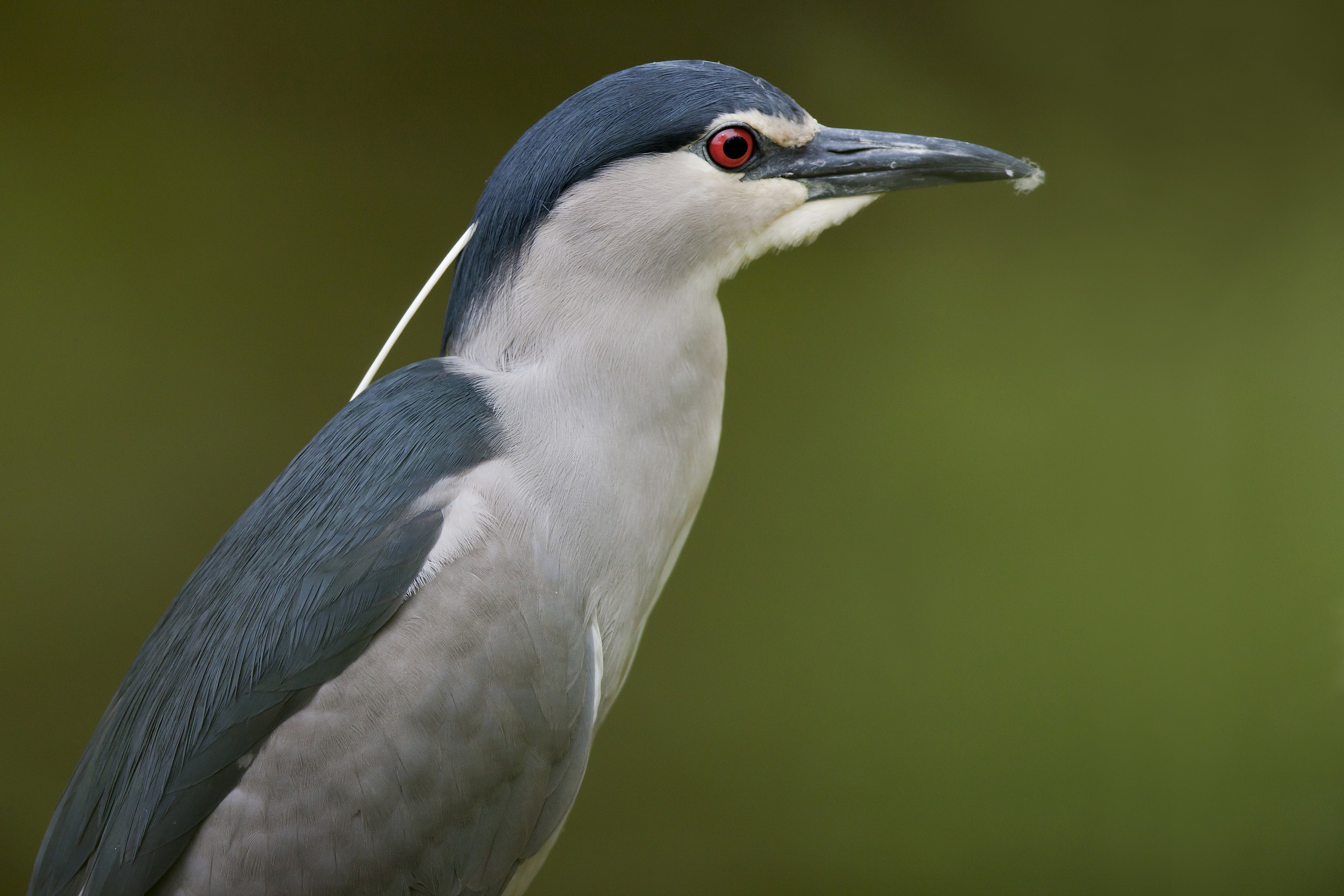 Night Heron