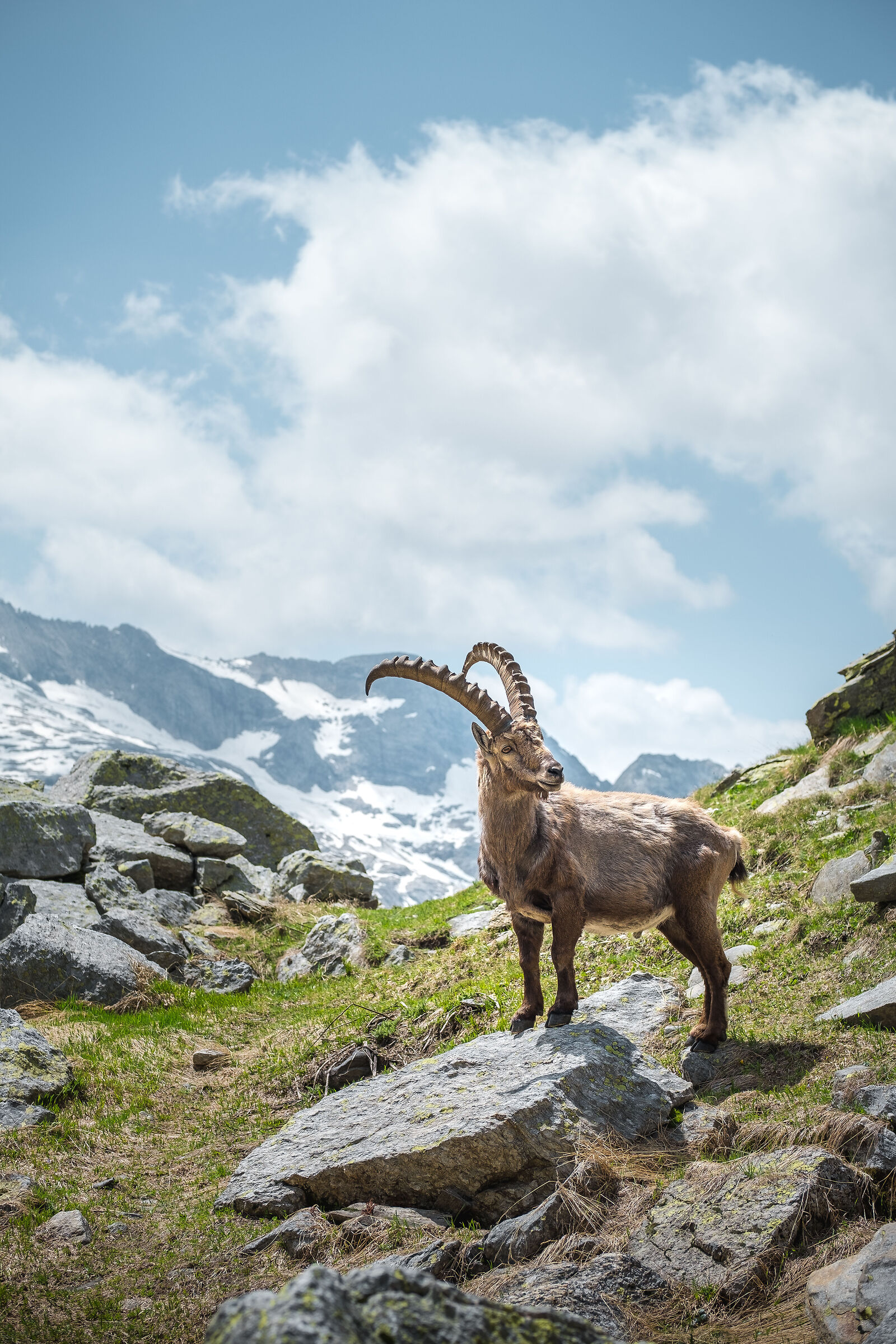 Ibex above Robiei, Lago Nero, Ticino, Switzerland