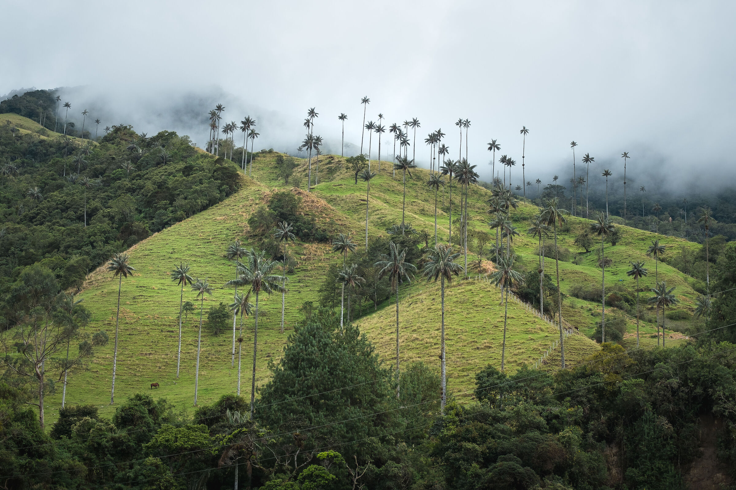 Cocora Valley, Colombia