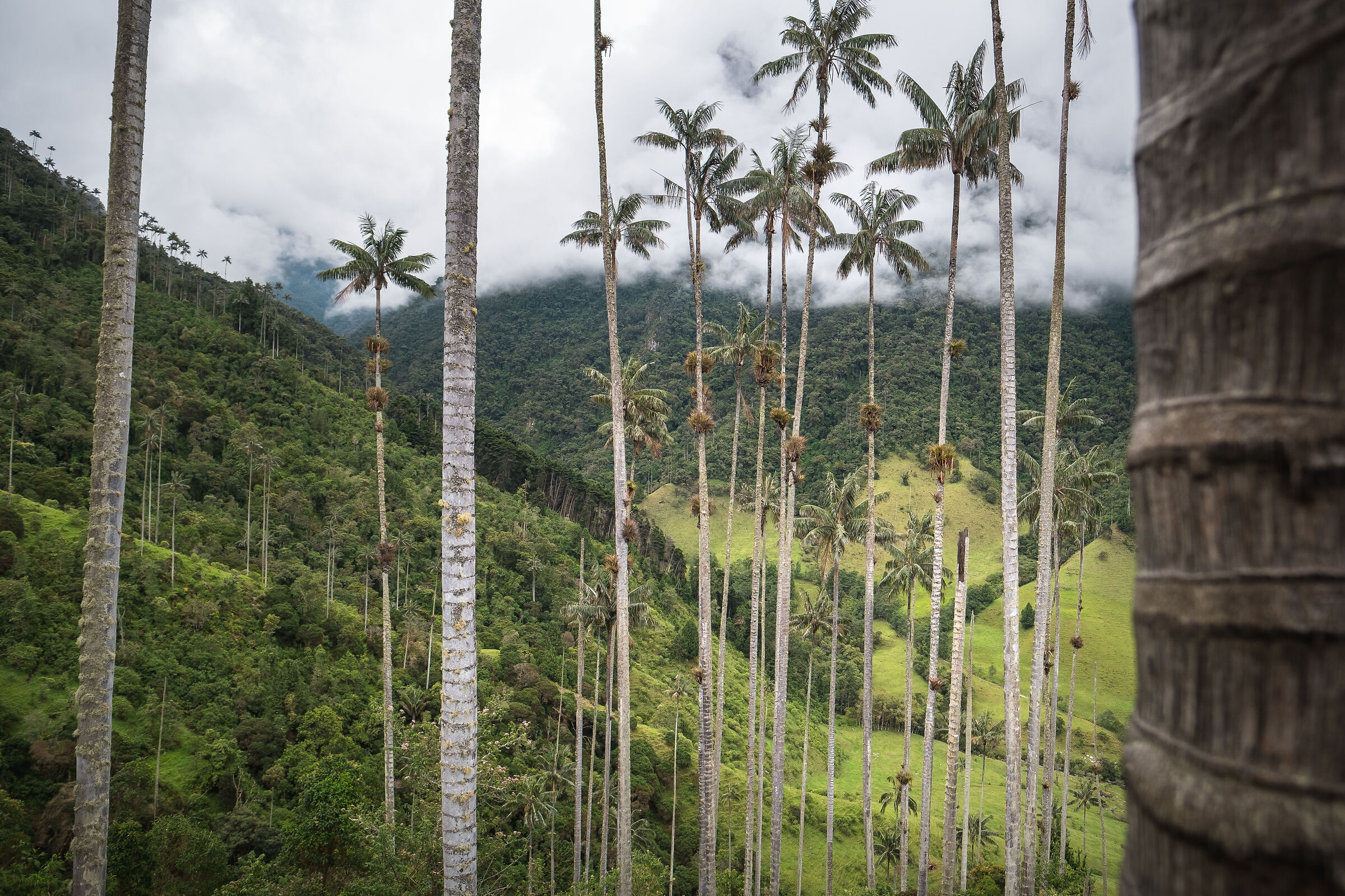 Cocora Valley, Colombia