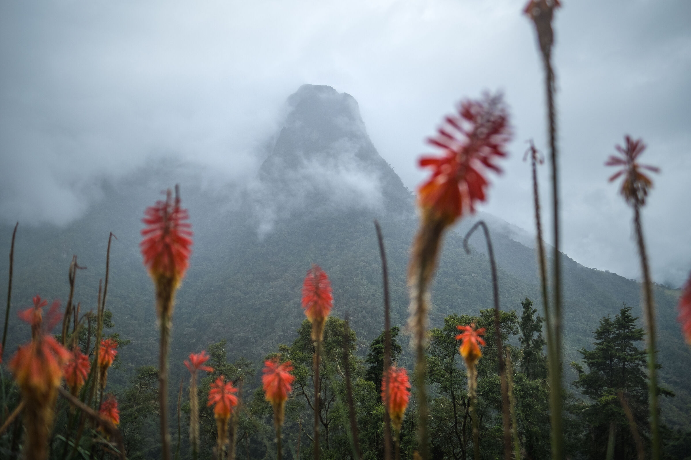 Cocora Valley, Colombia