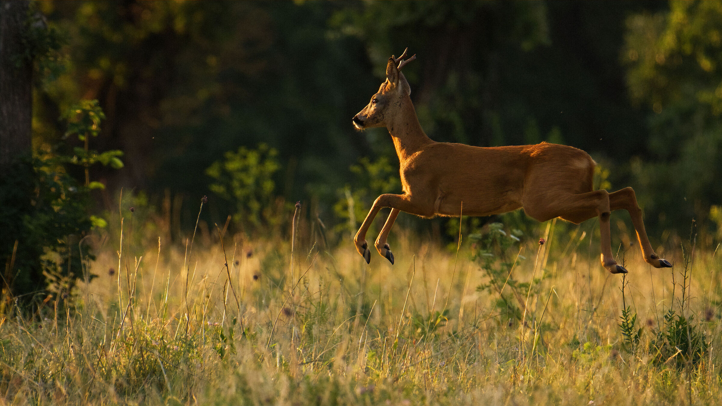 Salto in lungo e in alto